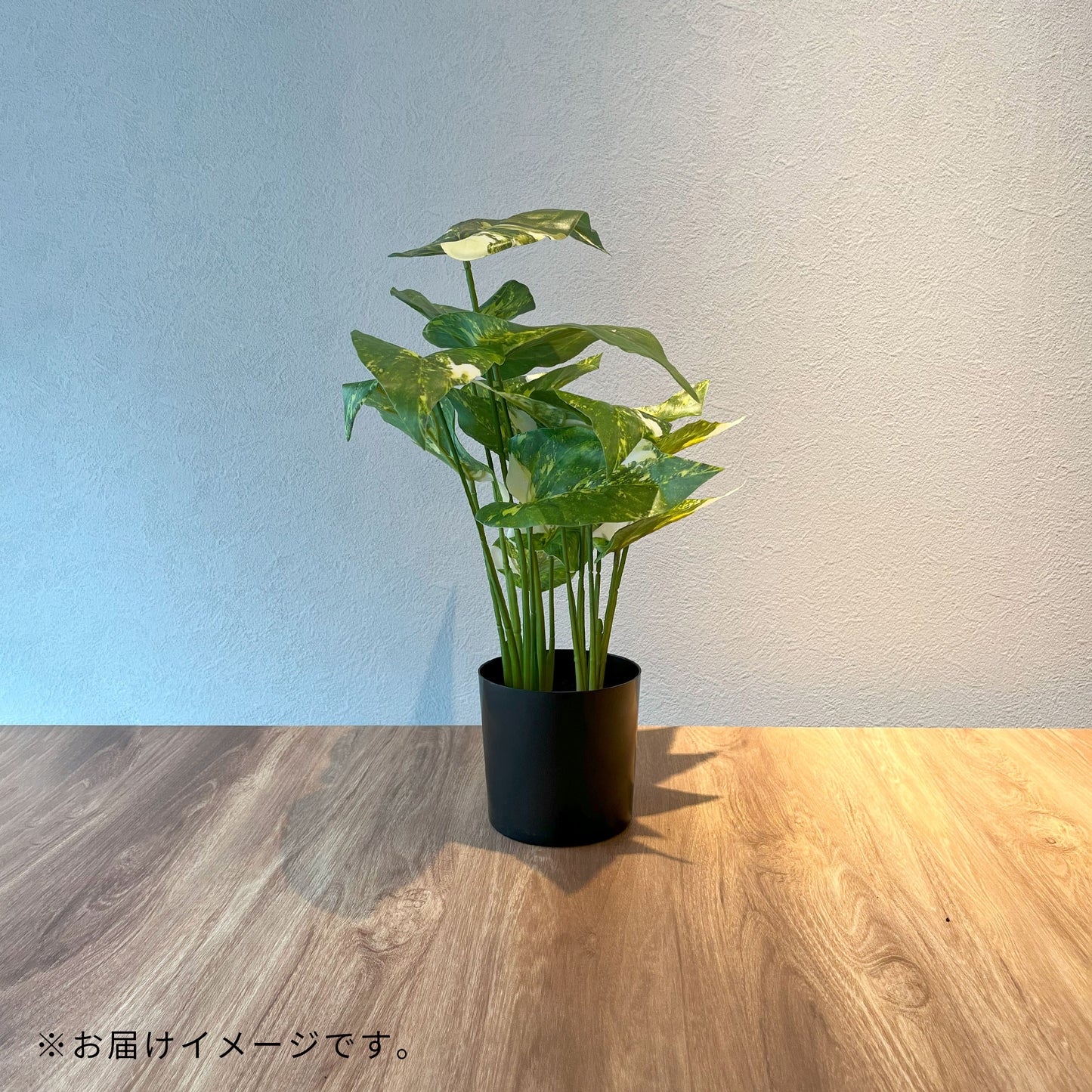 斑入りシンゴニウム_お届けイメージ