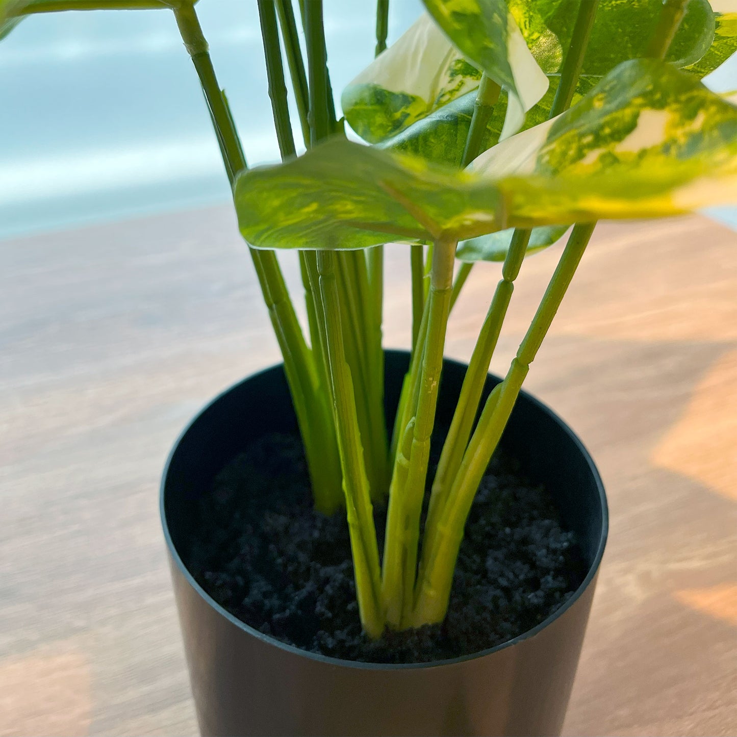 斑入りシンゴニウム_茎