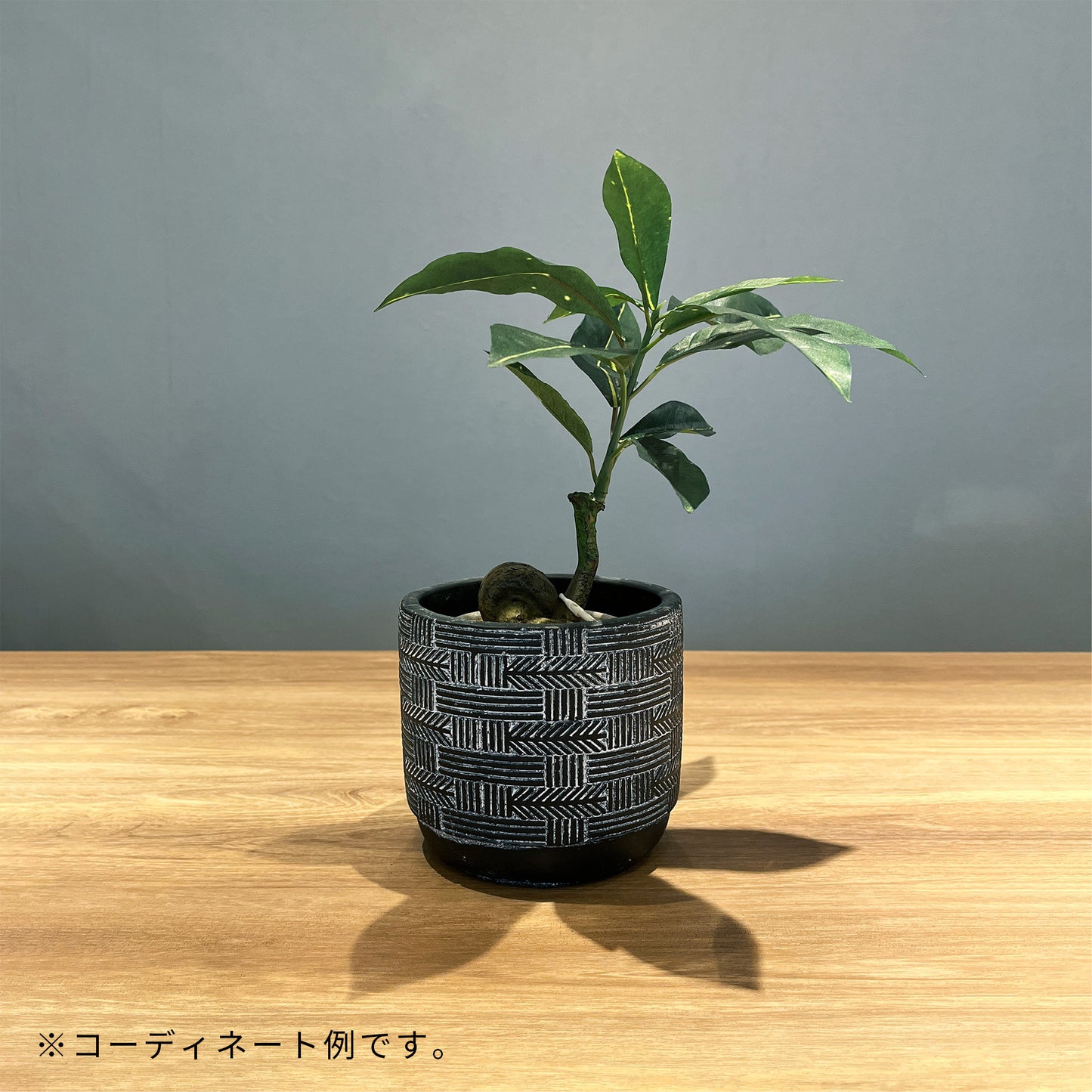 トライブパターンポット_コーディネート例