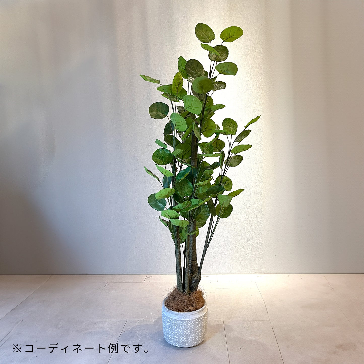 ポリシャスフリスビー130cm コーディネート例