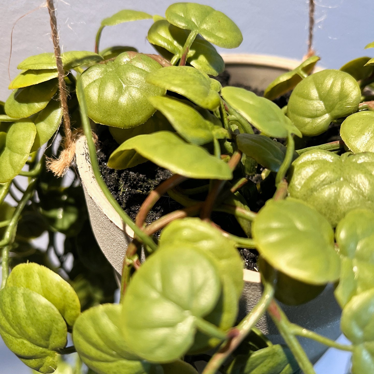 ペペロミアハンギング 根元