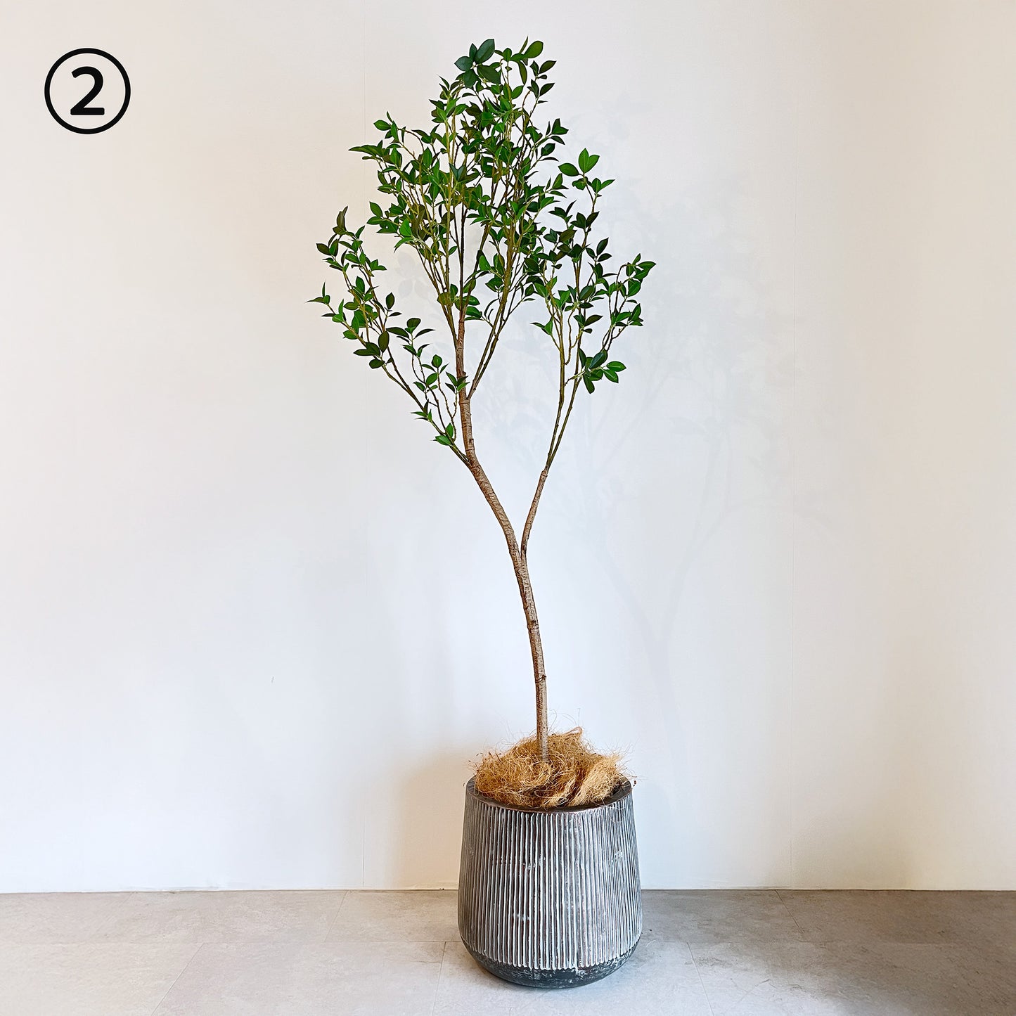 【大型フェイクグリーン】ミクロフィカス 150cm