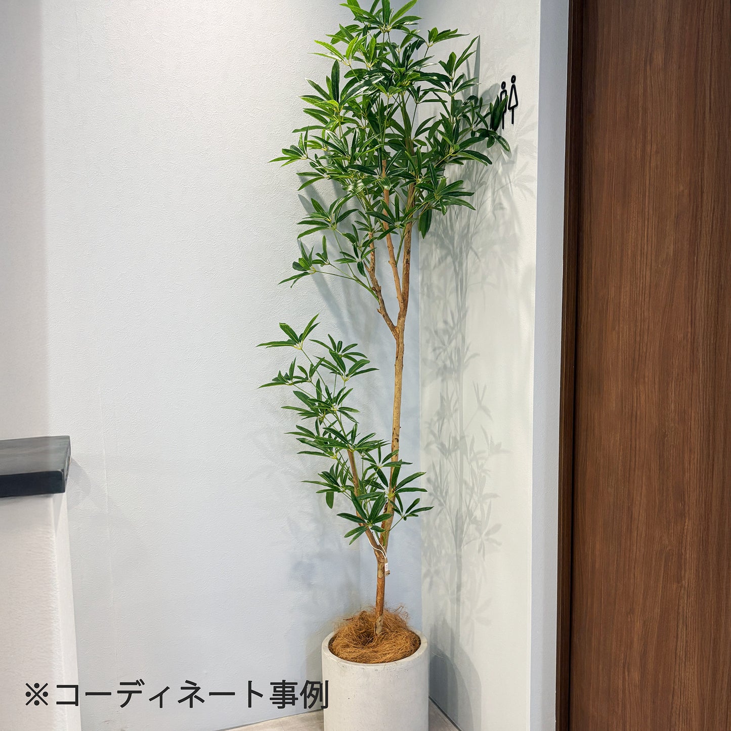 【大型フェイクグリーン】シェフレラアンガスティフォリア 180cm