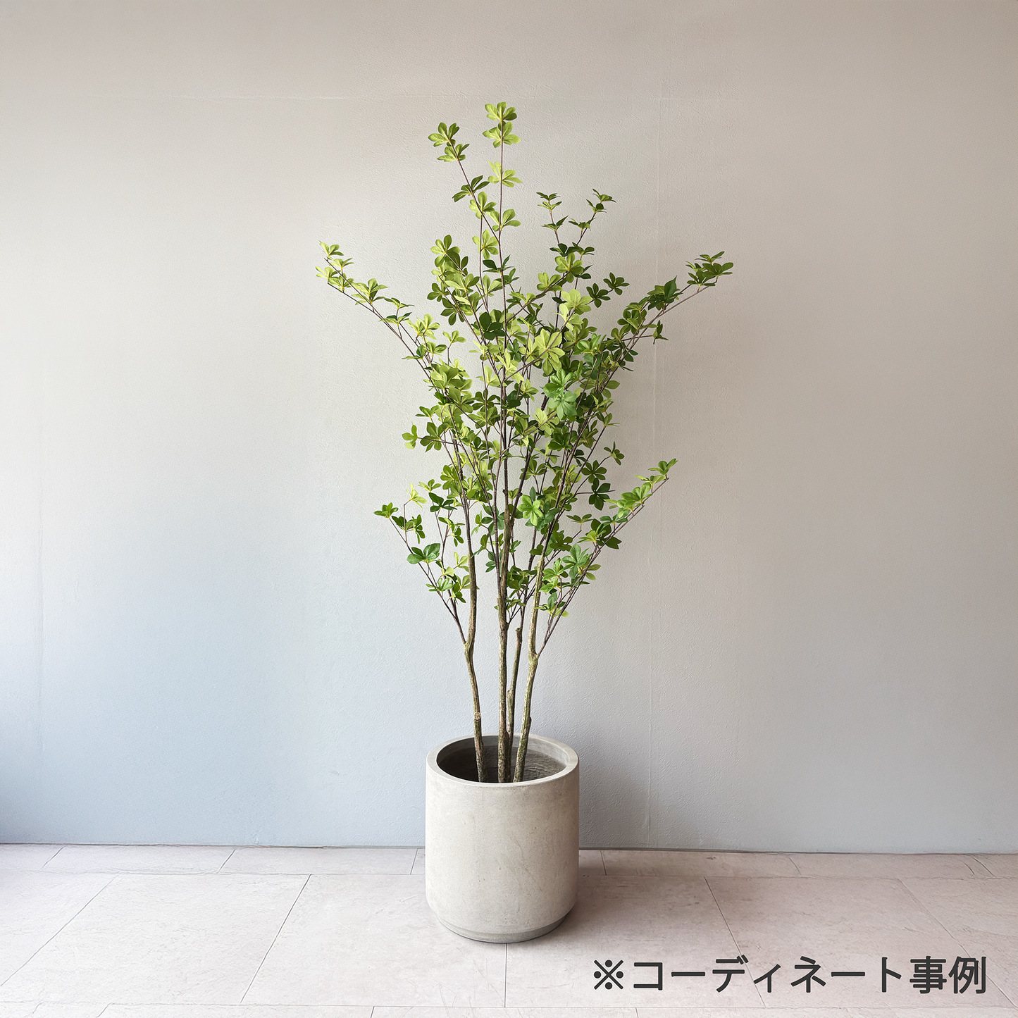 【大型鉢】STANDARDセメントポット No.7 / M / NA