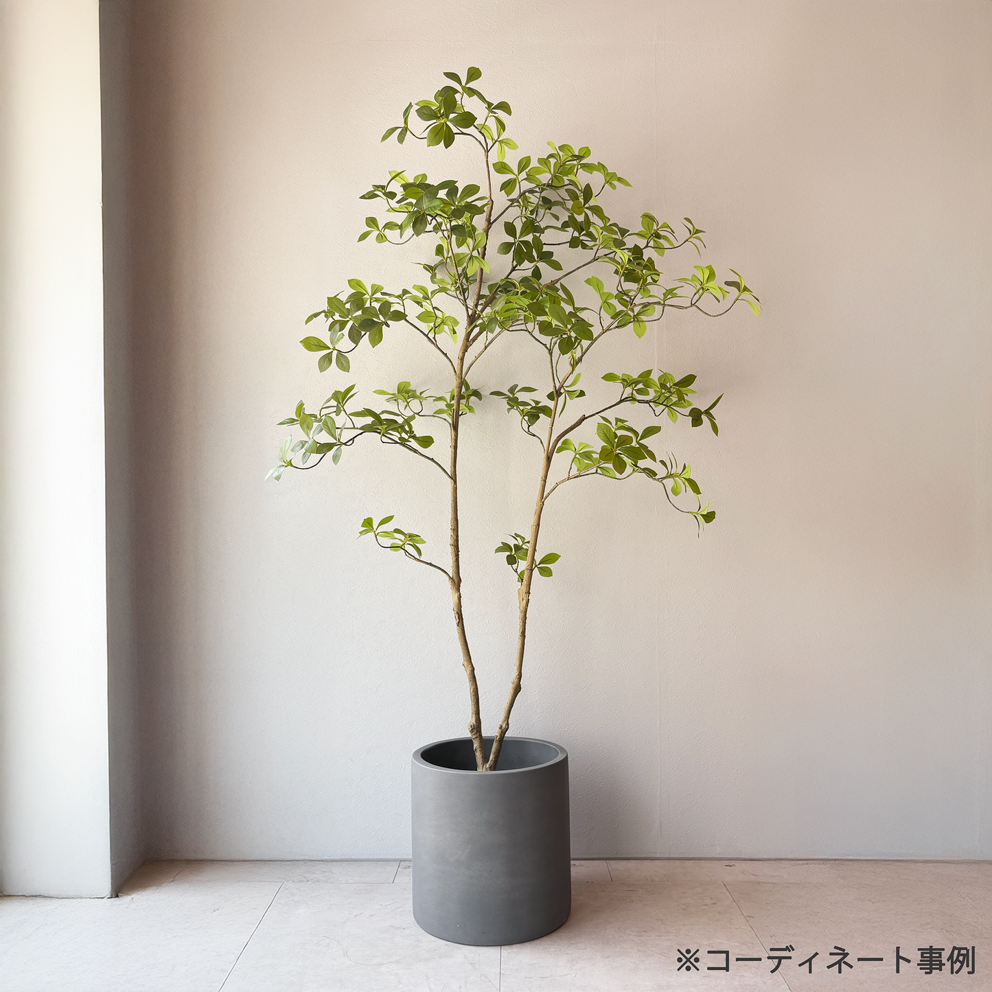 【大型フェイクグリーン】 マダガスカルアーモンドツリー 160cm