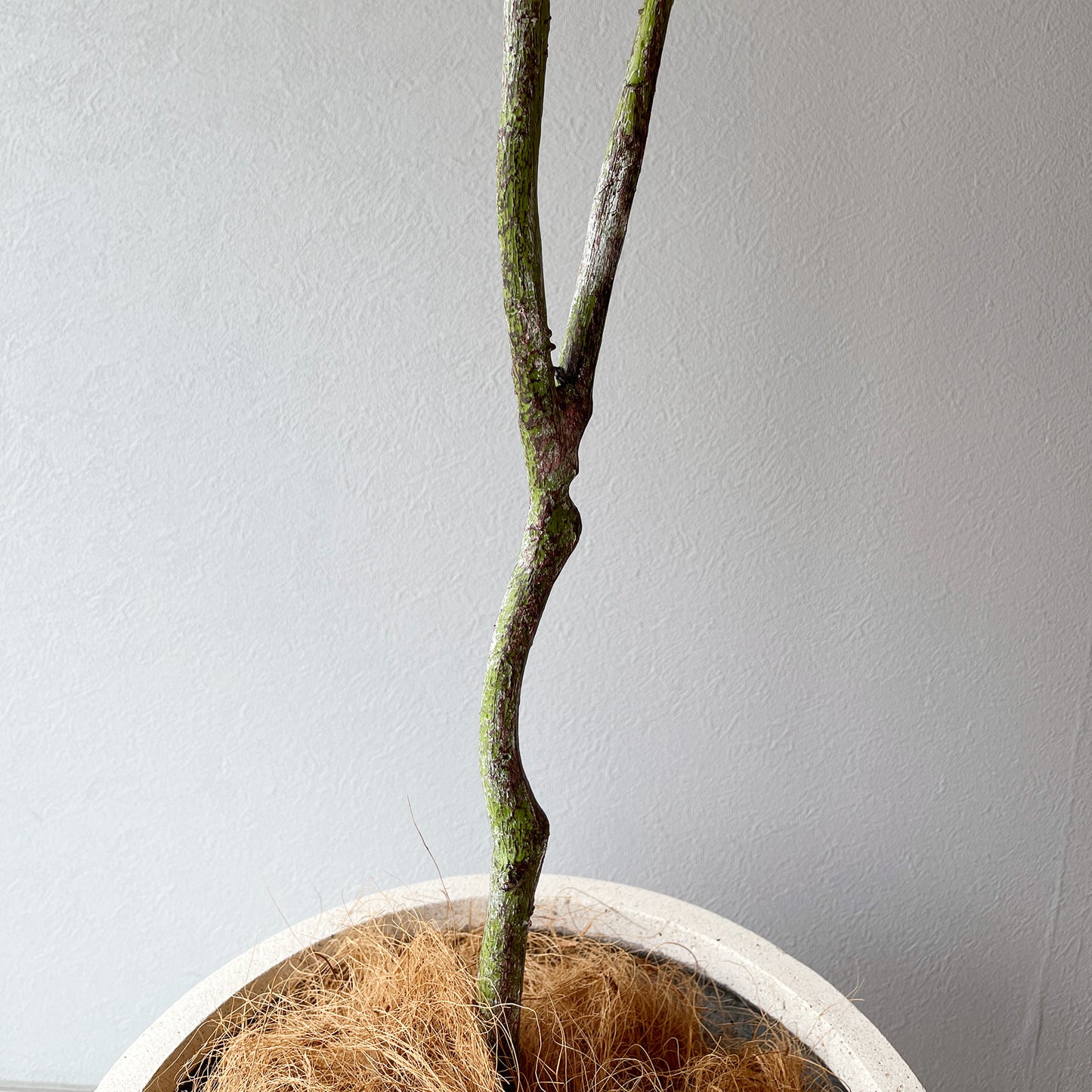 【大型フェイクグリーン】リネアエアリーツリー 180cm 幹根