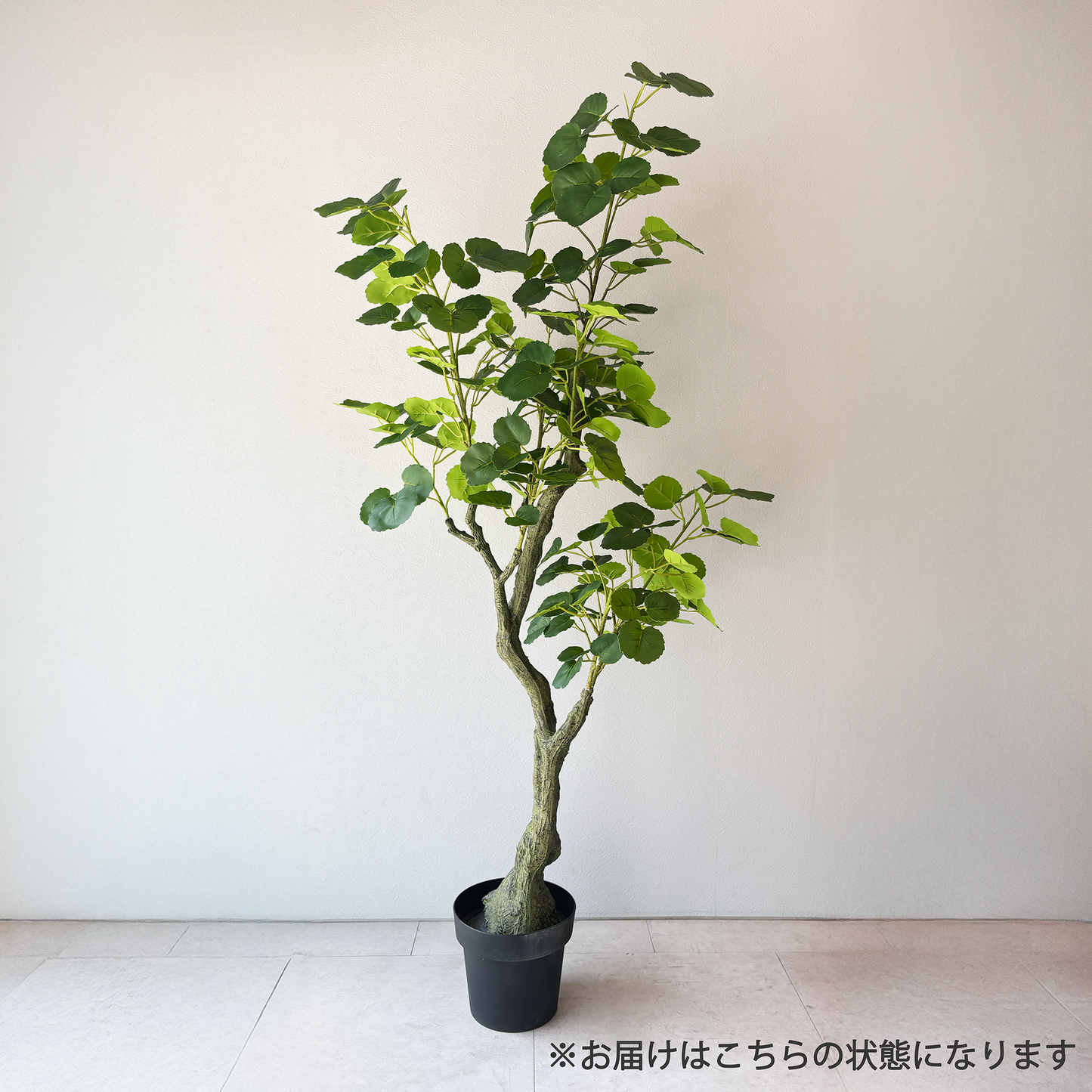 アラリア・スクテラリア 150cm2