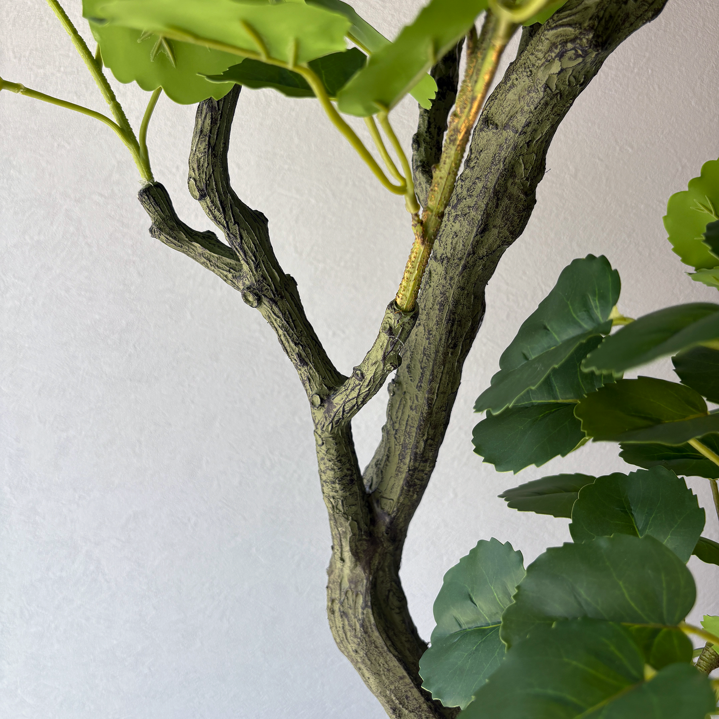 アラリア・スクテラリア 150cm4