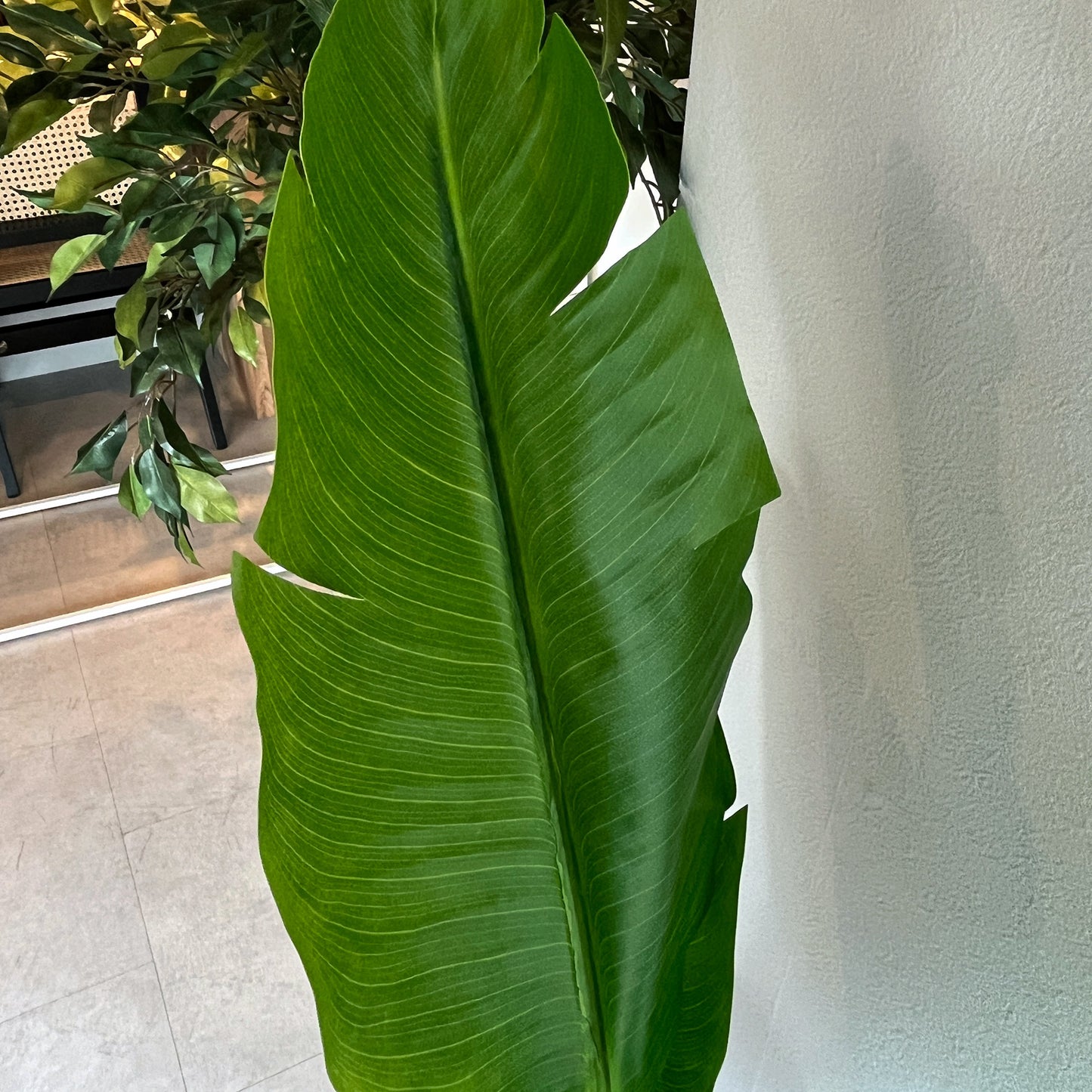 オーガスタ 120cm葉アップ