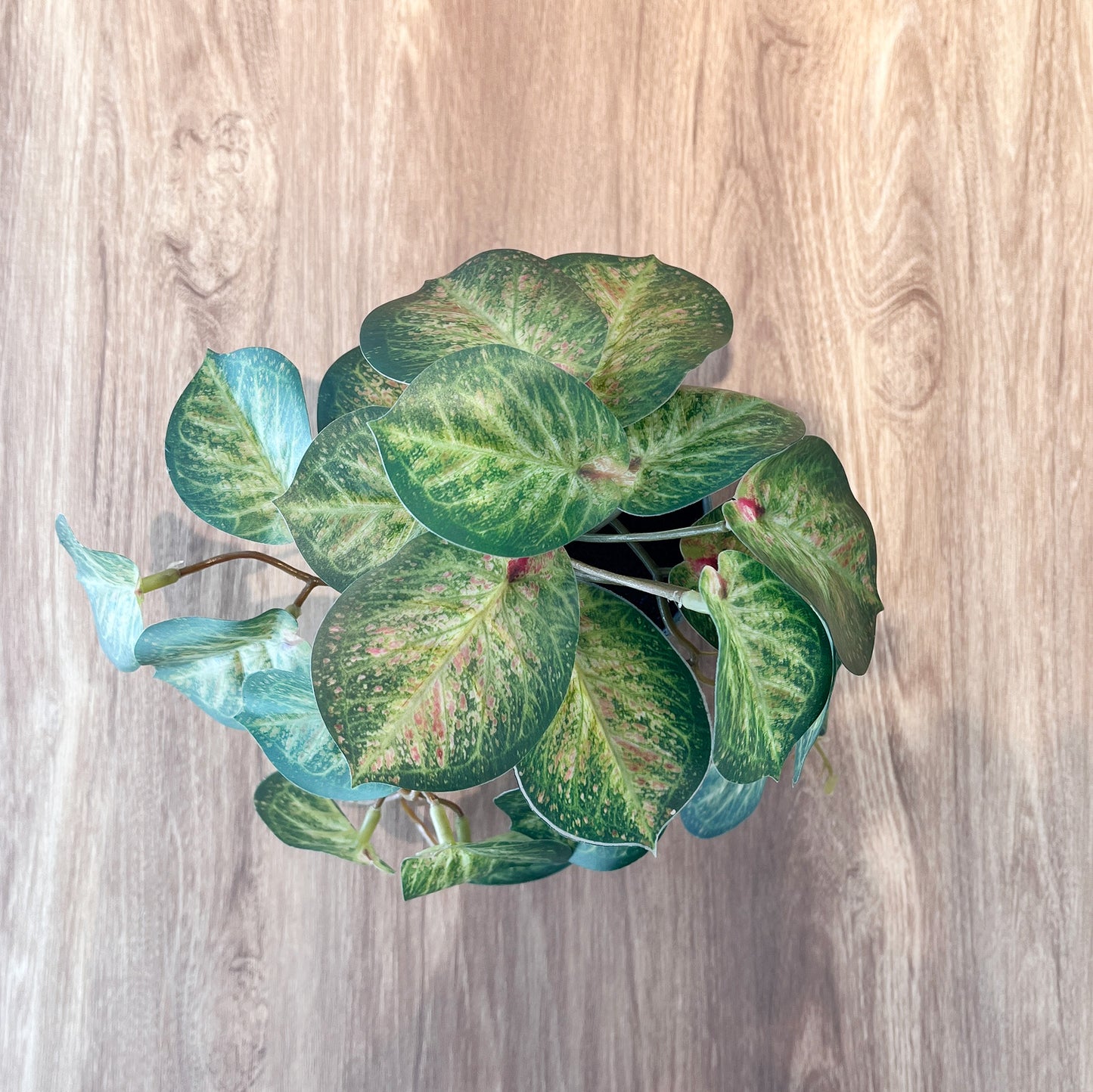 カラテアグレーポット上から