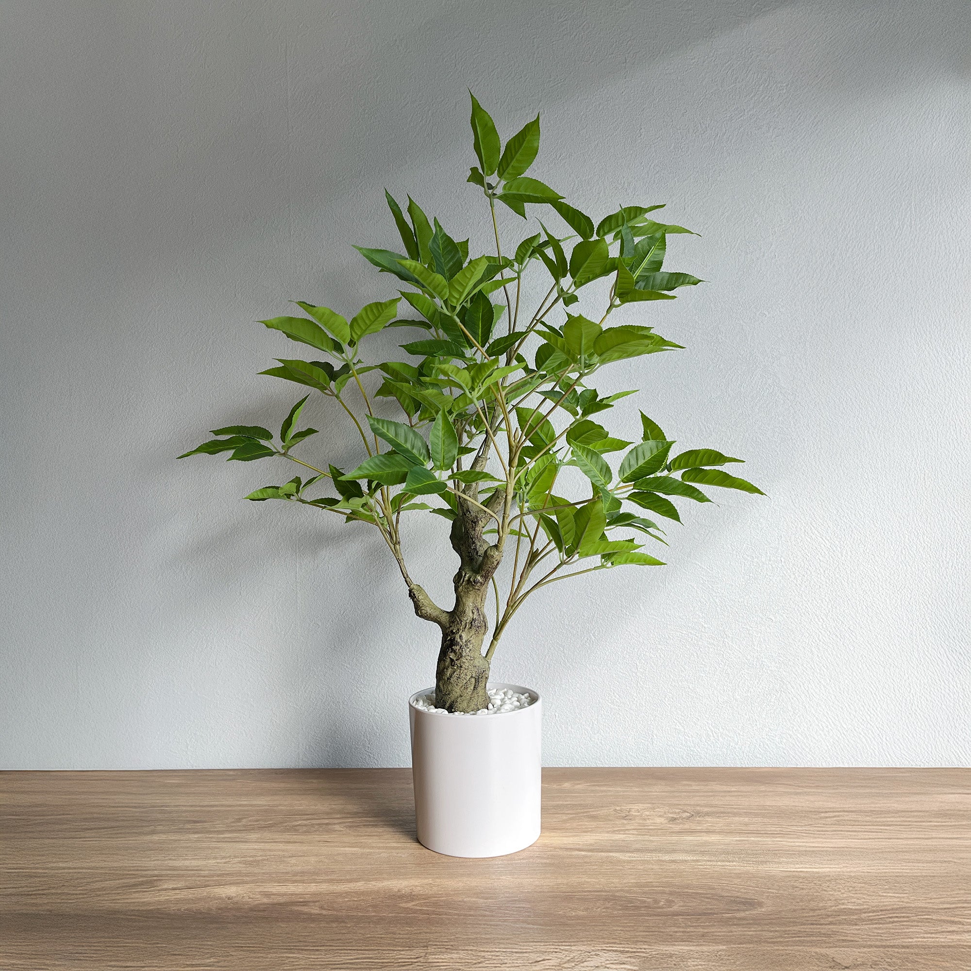 クラシックブラキキトン ホワイトポット- フェイクグリーン専用通販