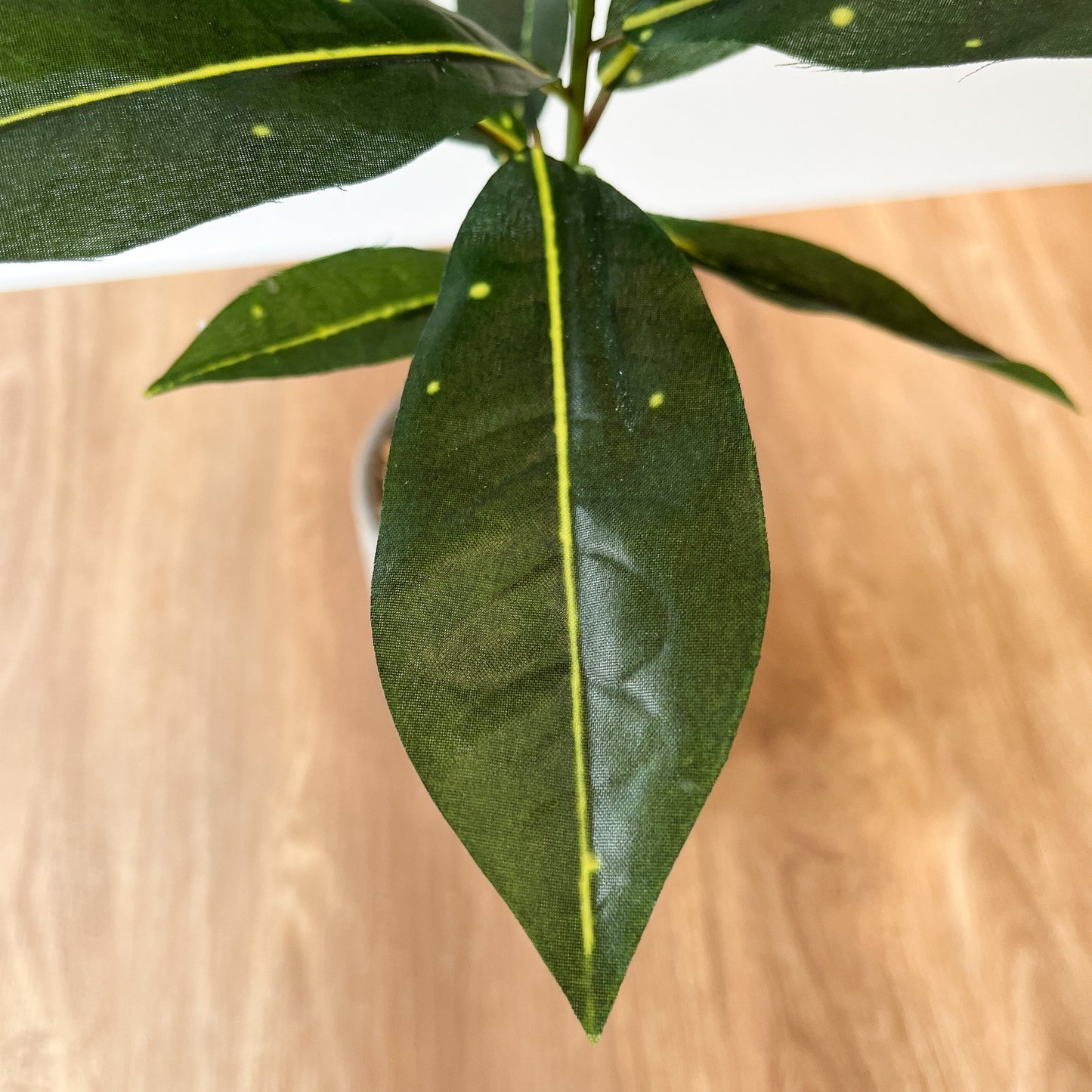 コーヒーの木 CEMENT POTの葉のアップ。黄みがかった葉脈や斑点がアクセント。