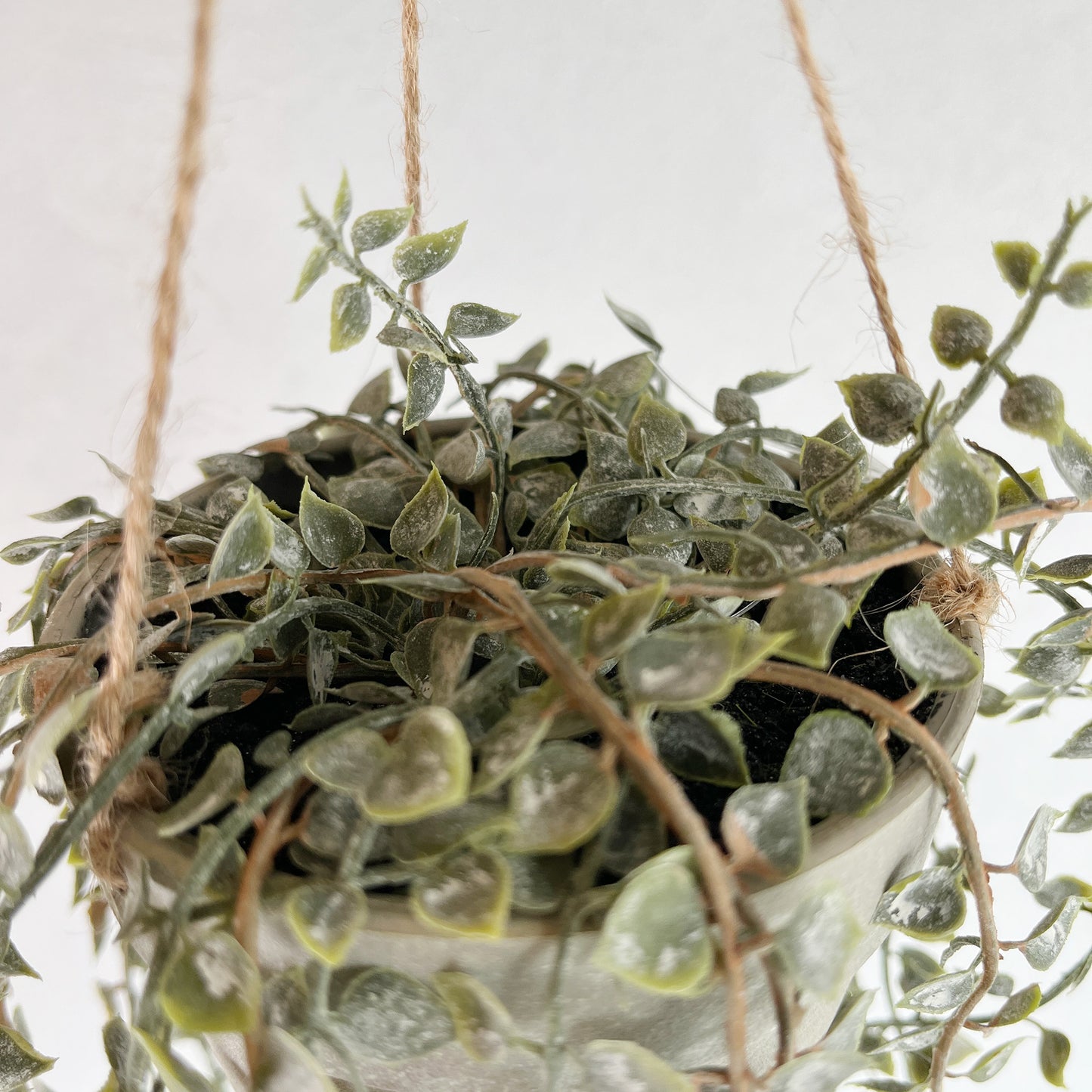 ディスキディアジュートハンギング根元