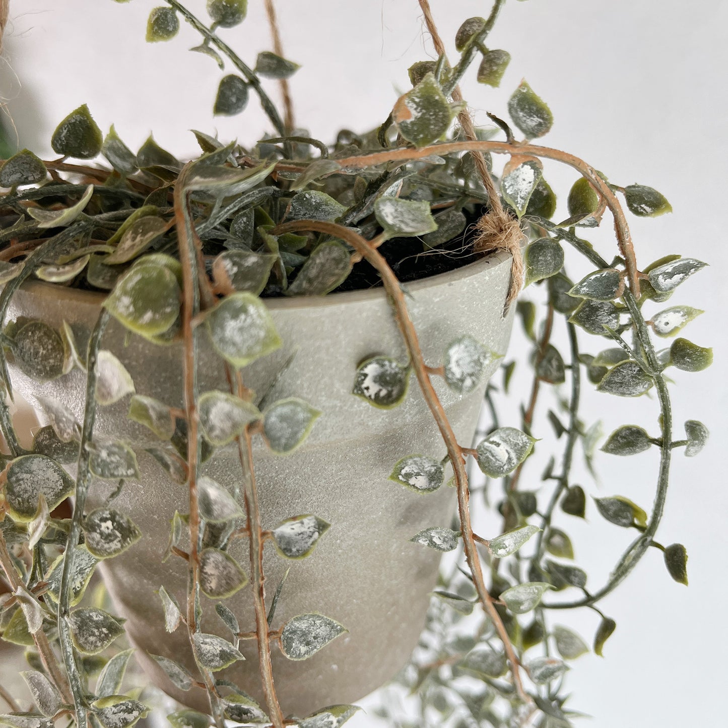 ディスキディアジュートハンギング鉢