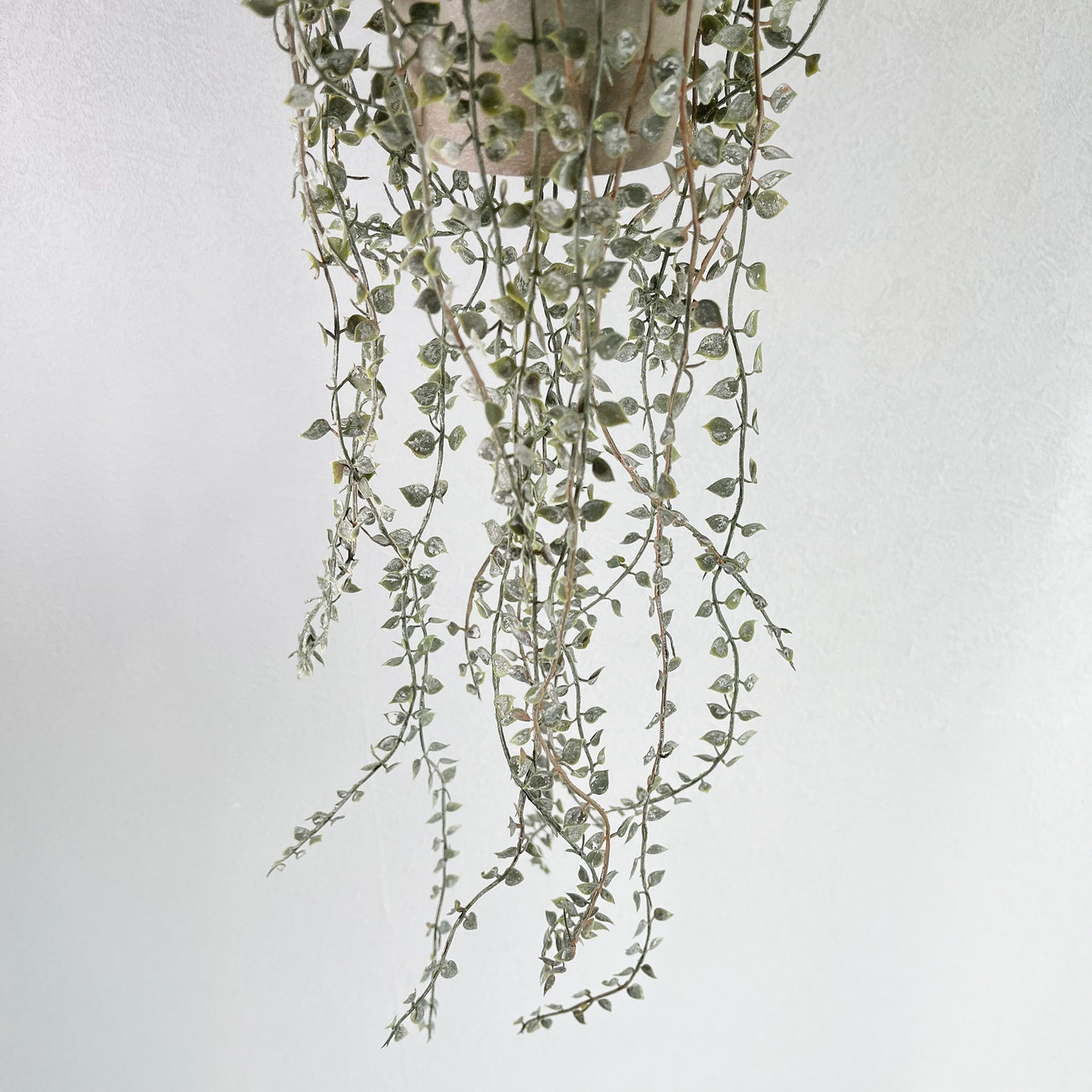 ディスキディアジュートハンギング葉先