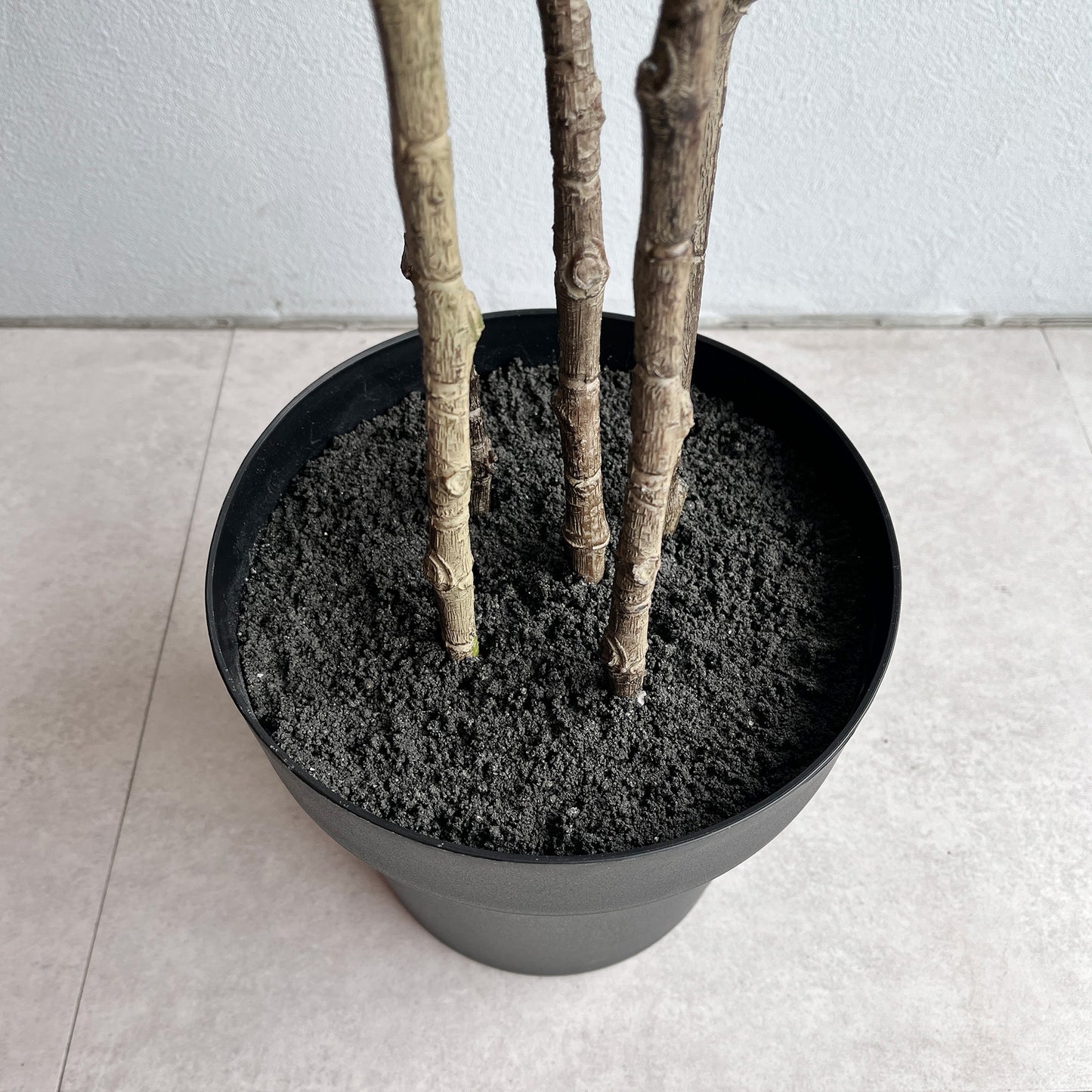 ドウダンツツジ 180cm根元