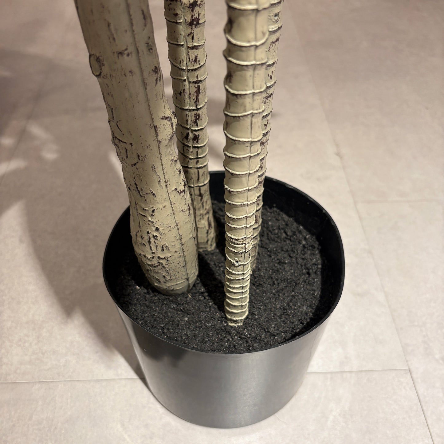 ドラセナストリクタ 190cm根元