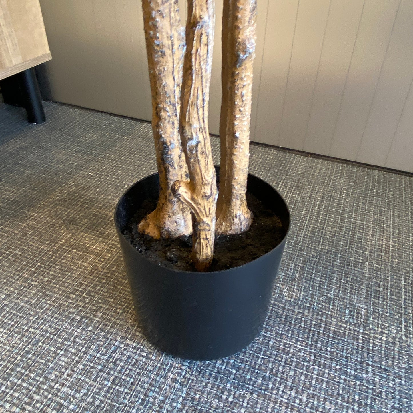 ドウダンツツジ 210cmの根元部分。幹の立ち上がりが自然でリアルな仕上がり。