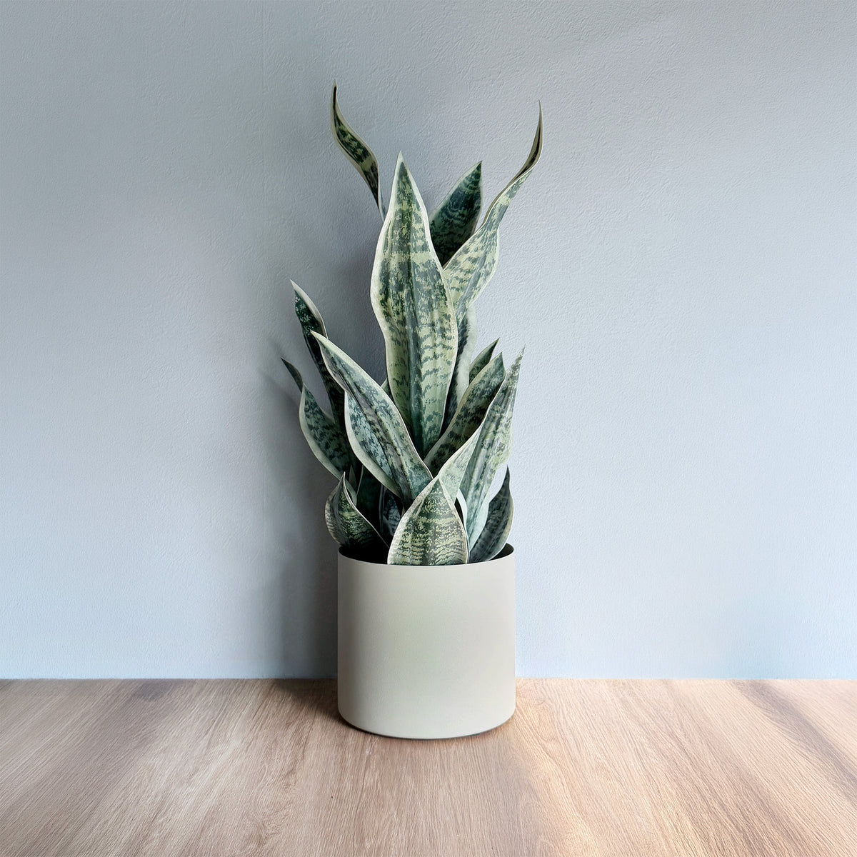 【フェイクグリーン】サンセベリア 65cm 9