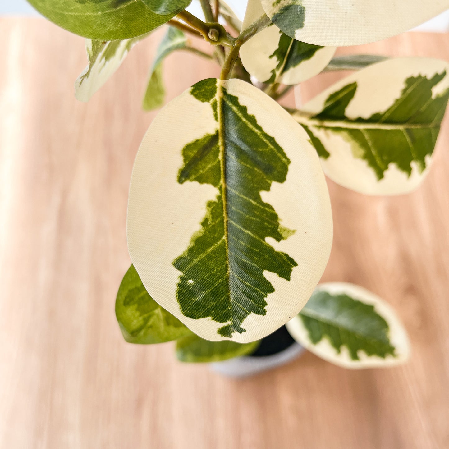 フィカスアルテシーマ CEMENT POTの葉のアップ。斑入りの葉と自然な色合いがリアルに再現。