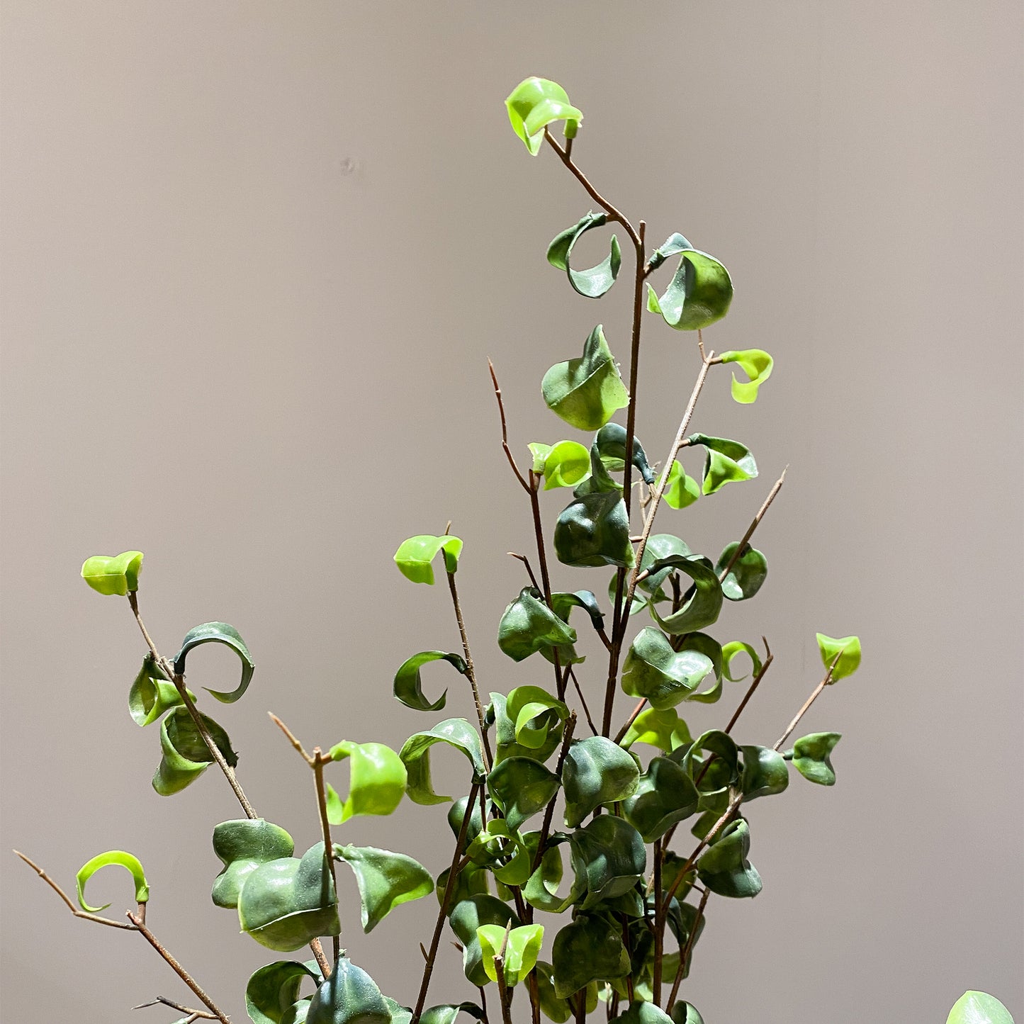 フィカス・ベンジャミンバロック künstlicheの上部。丸くカールした葉が可愛らしく個性的。