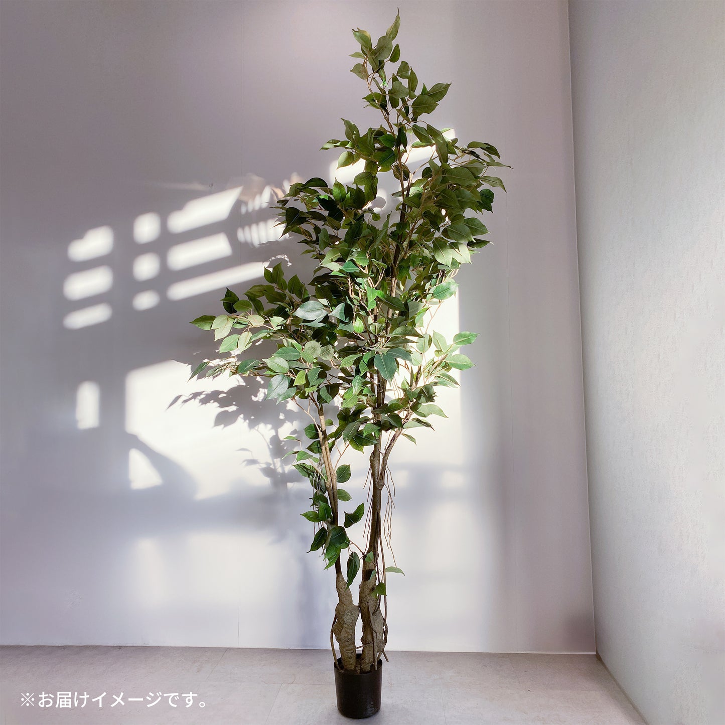 フィカス 150cmのお届け時イメージ。