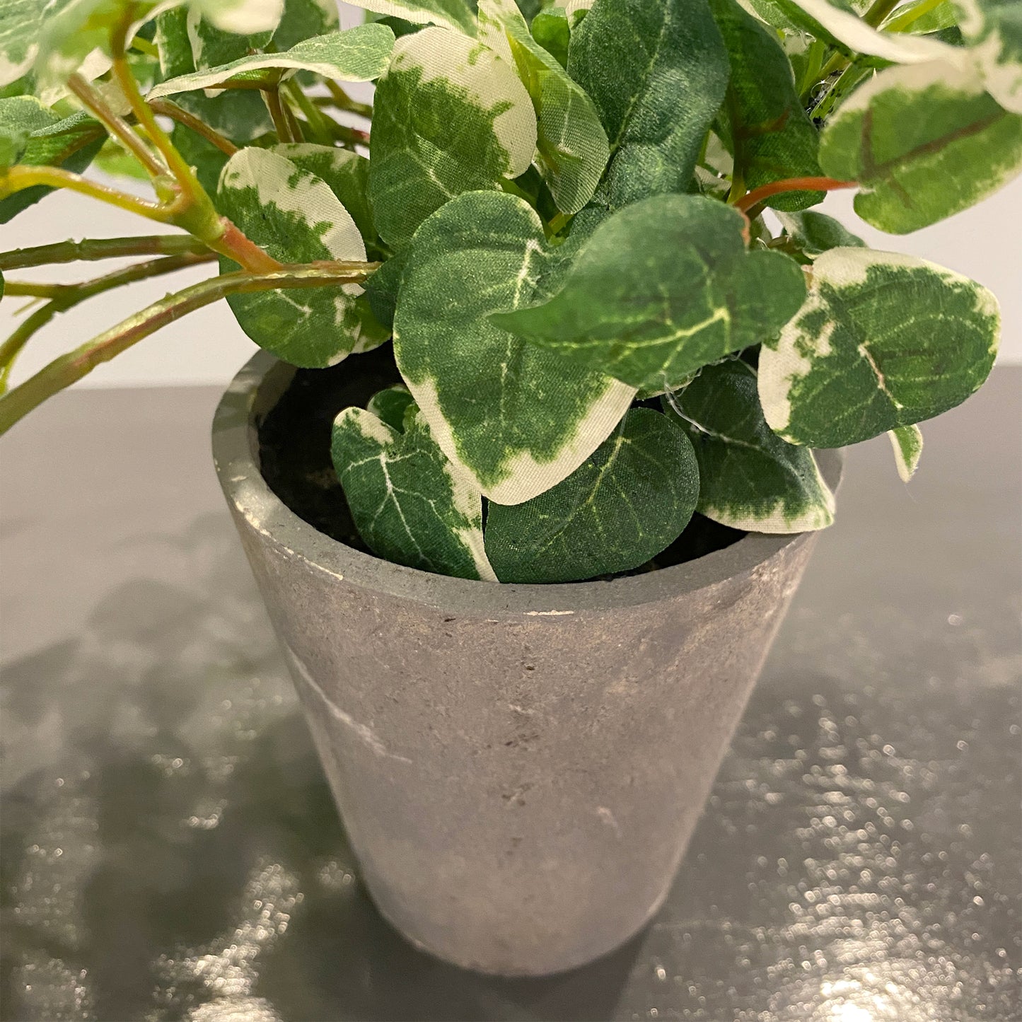 フィカス プミラのポット部分。落ち着いた風合いの鉢が植物の緑を引き立てます。