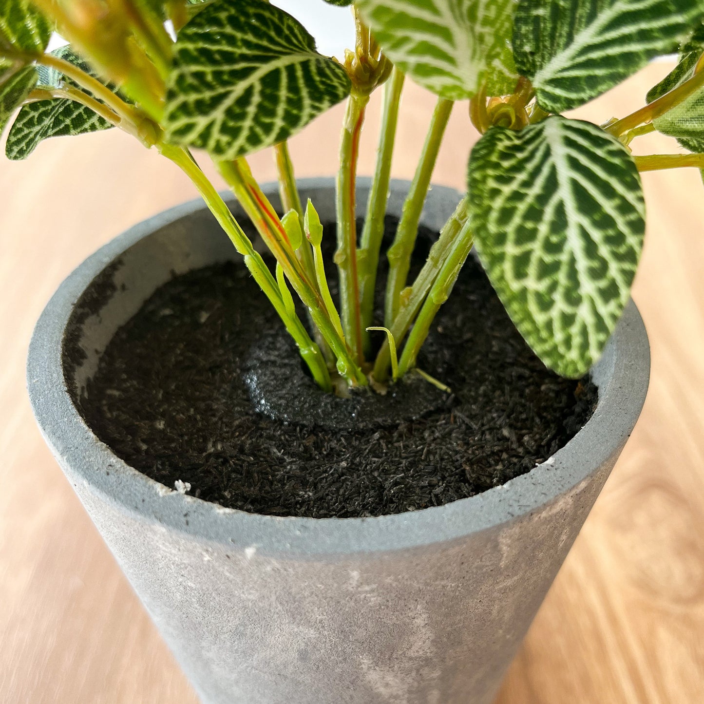 フェイクグリーン専門店「& GARDEN」フィットニア シロアミメグサ CEMENT POT 根元