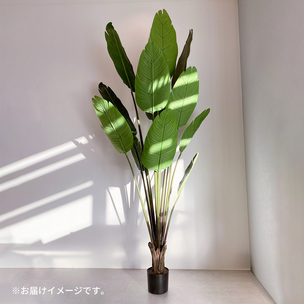 オーガスタ 180cmのお届けイメージ。サイズ感や梱包の参考に。