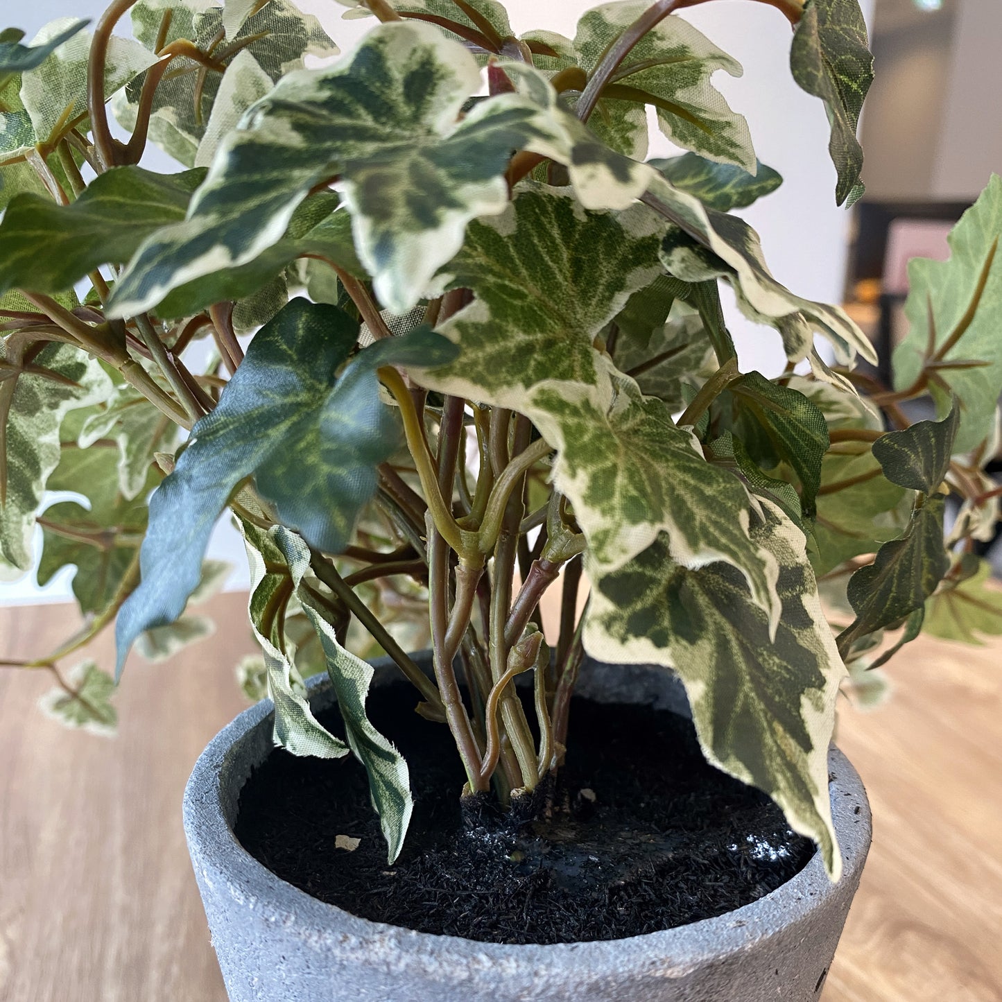 ヘデラ・ヘリックスの根本部分。セメントポットにしっかりと植えられたリアルな仕上がり