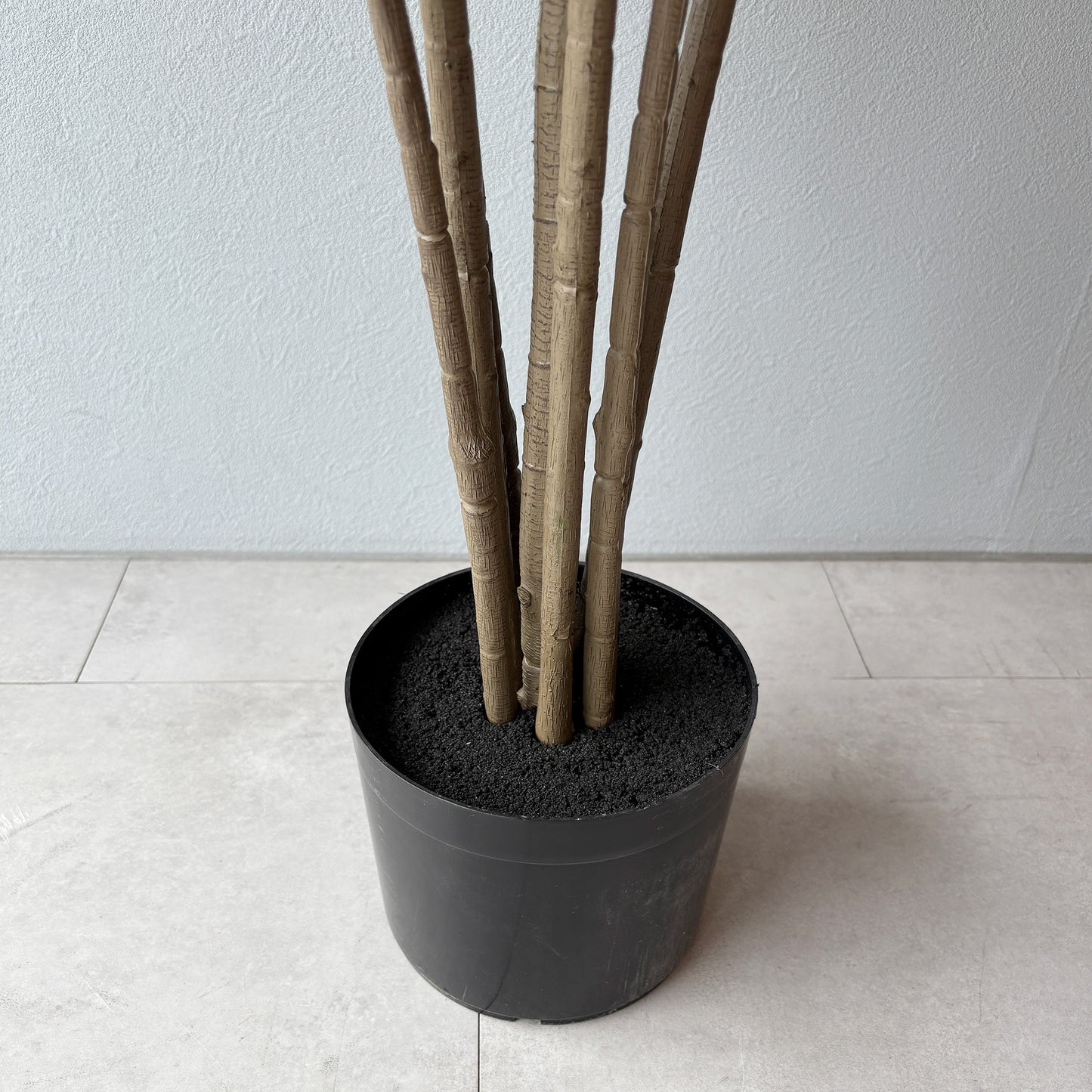 カシワバゴムの木 150cm根元