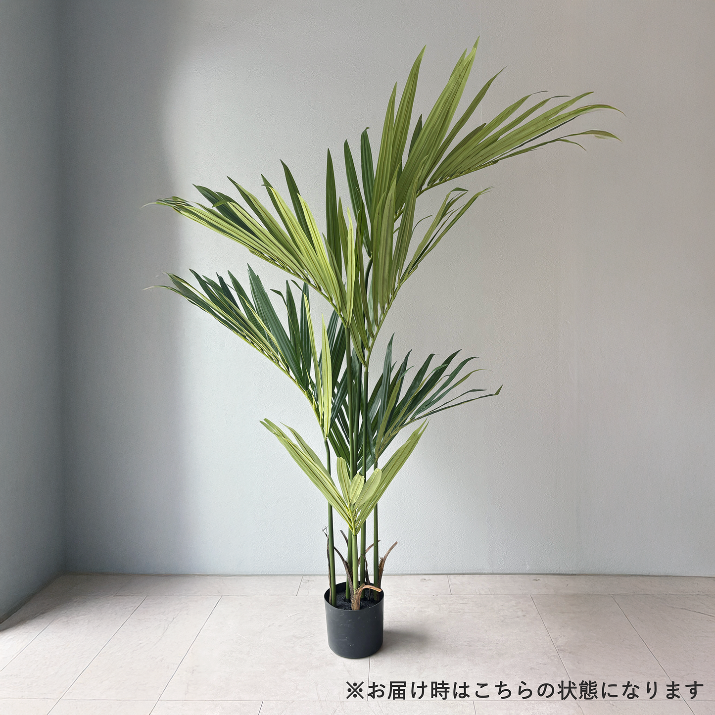 ケンチャパーム スパイラル 150cm2