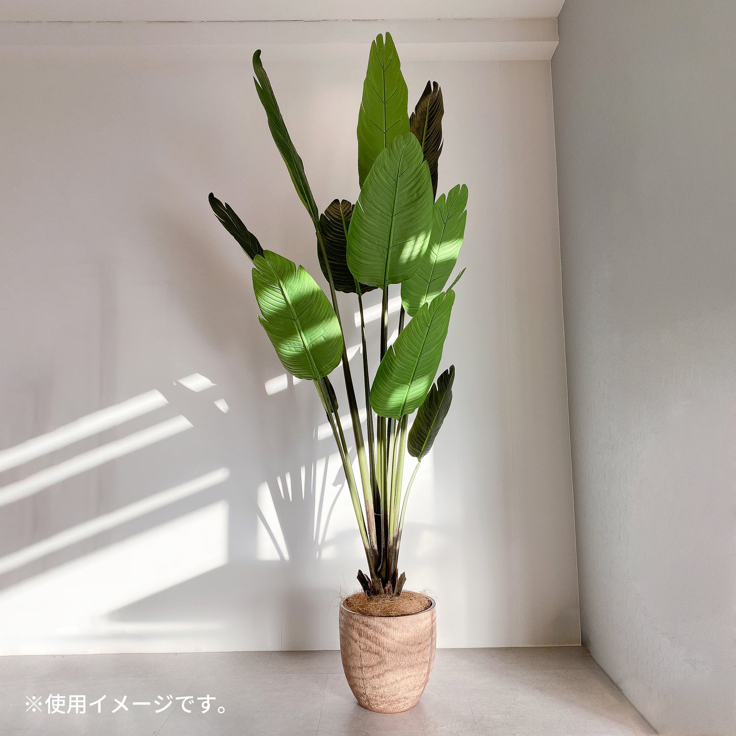 ウッド風ポットカバー ブラウンの使用例。高さ180cmのオーガスタと合わせたコーディネート。