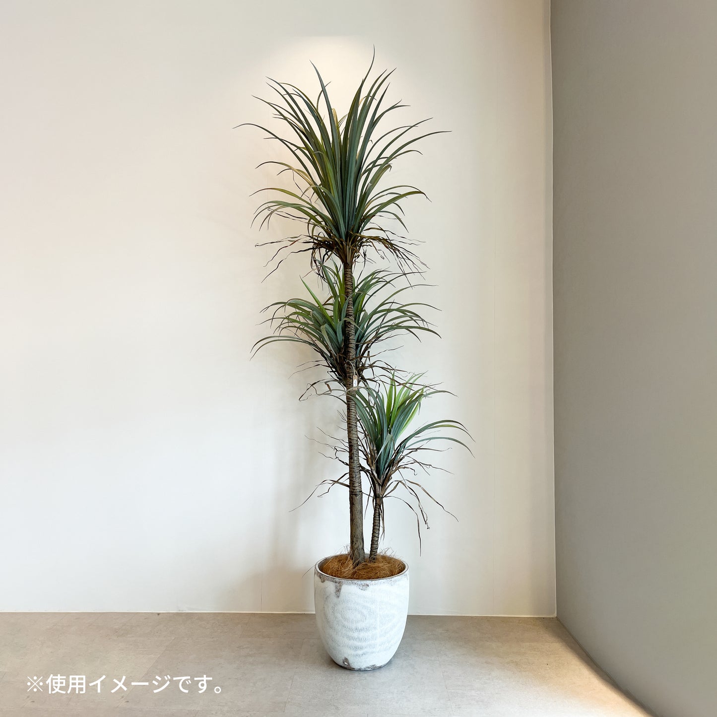 ウッド風ポットカバー ホワイトの使用例。高さ180cmのドラセナ・コンシンネとコーディネート。