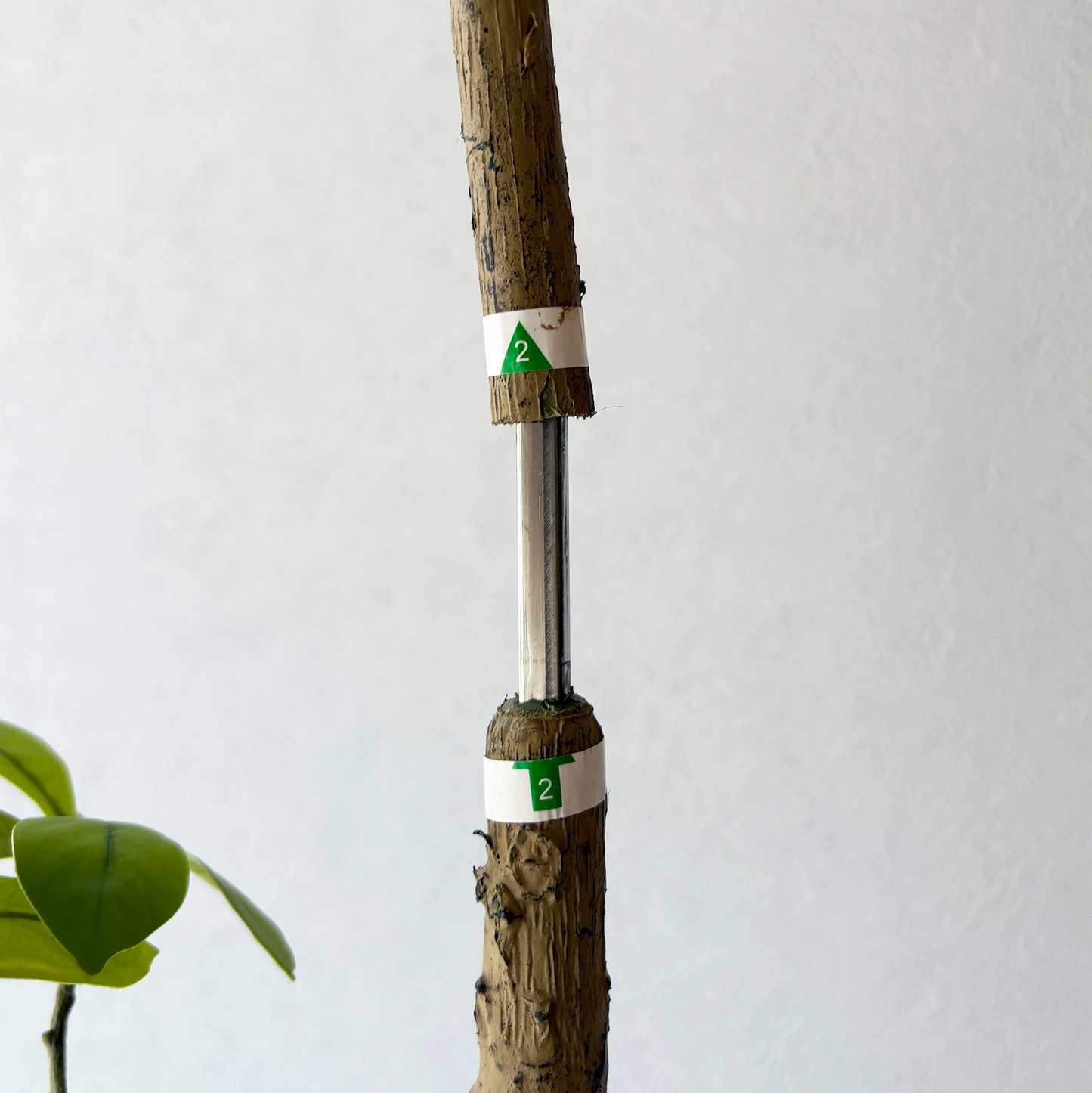 マダガスカルアーモンドツリー 160cm3