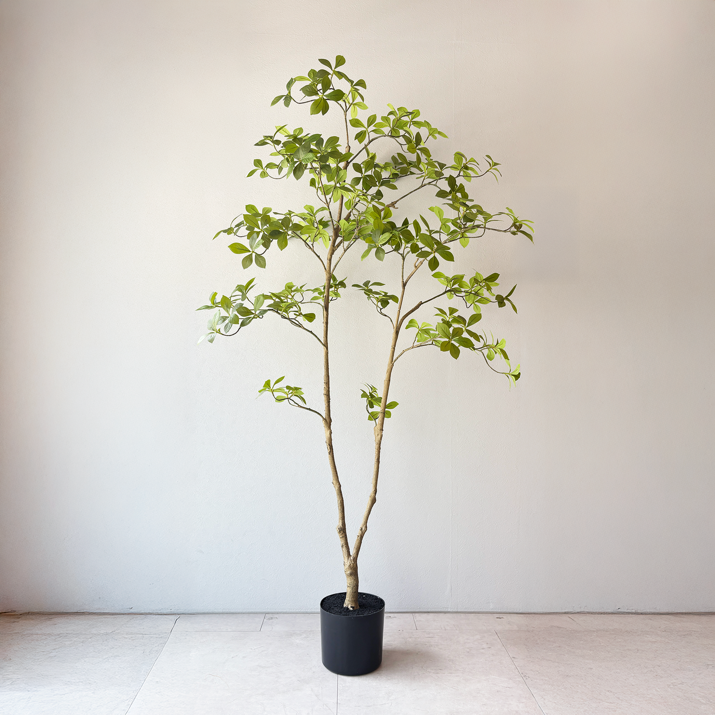 マダガスカルアーモンドツリー 160cm5