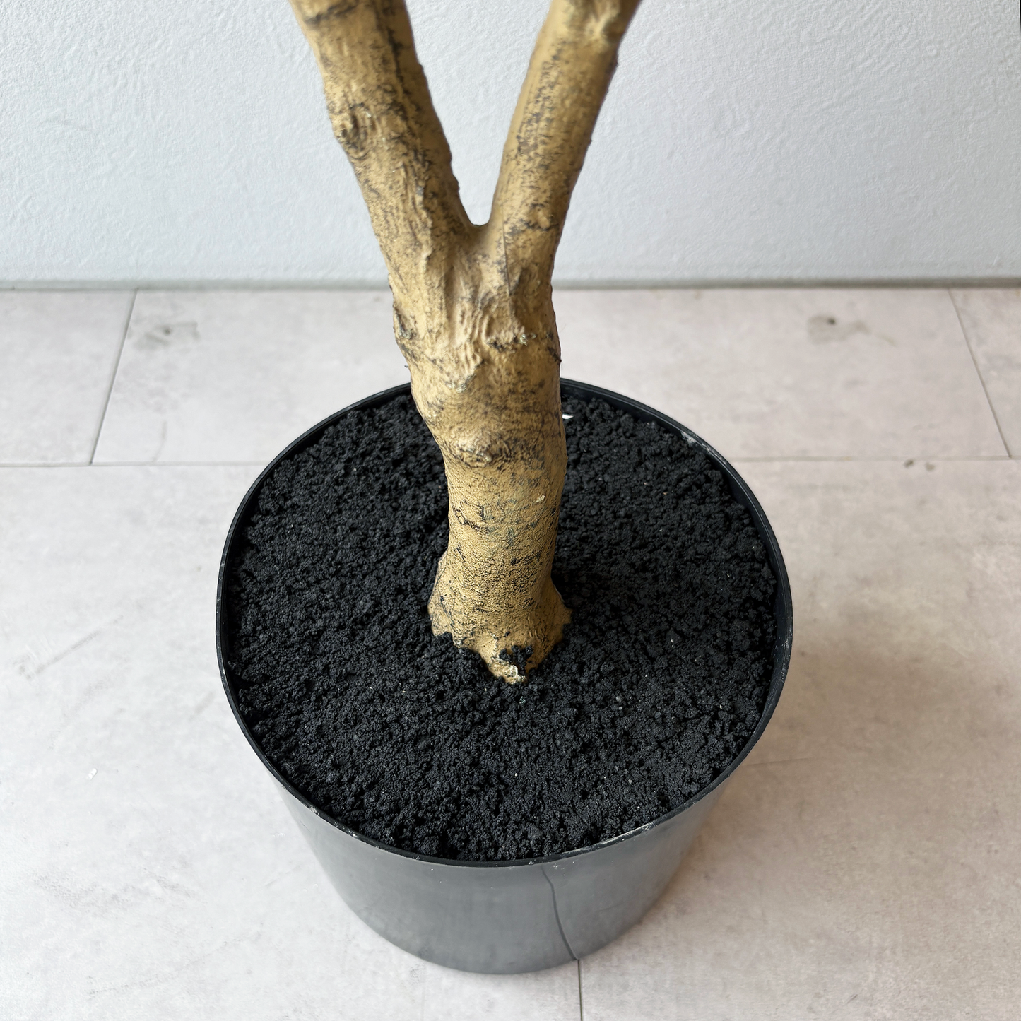 マダガスカルアーモンドツリー 160cm9