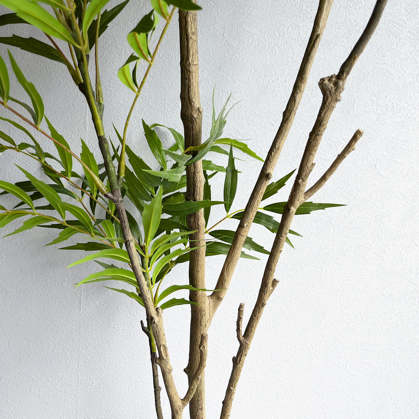 マホニアツリー 180cm4