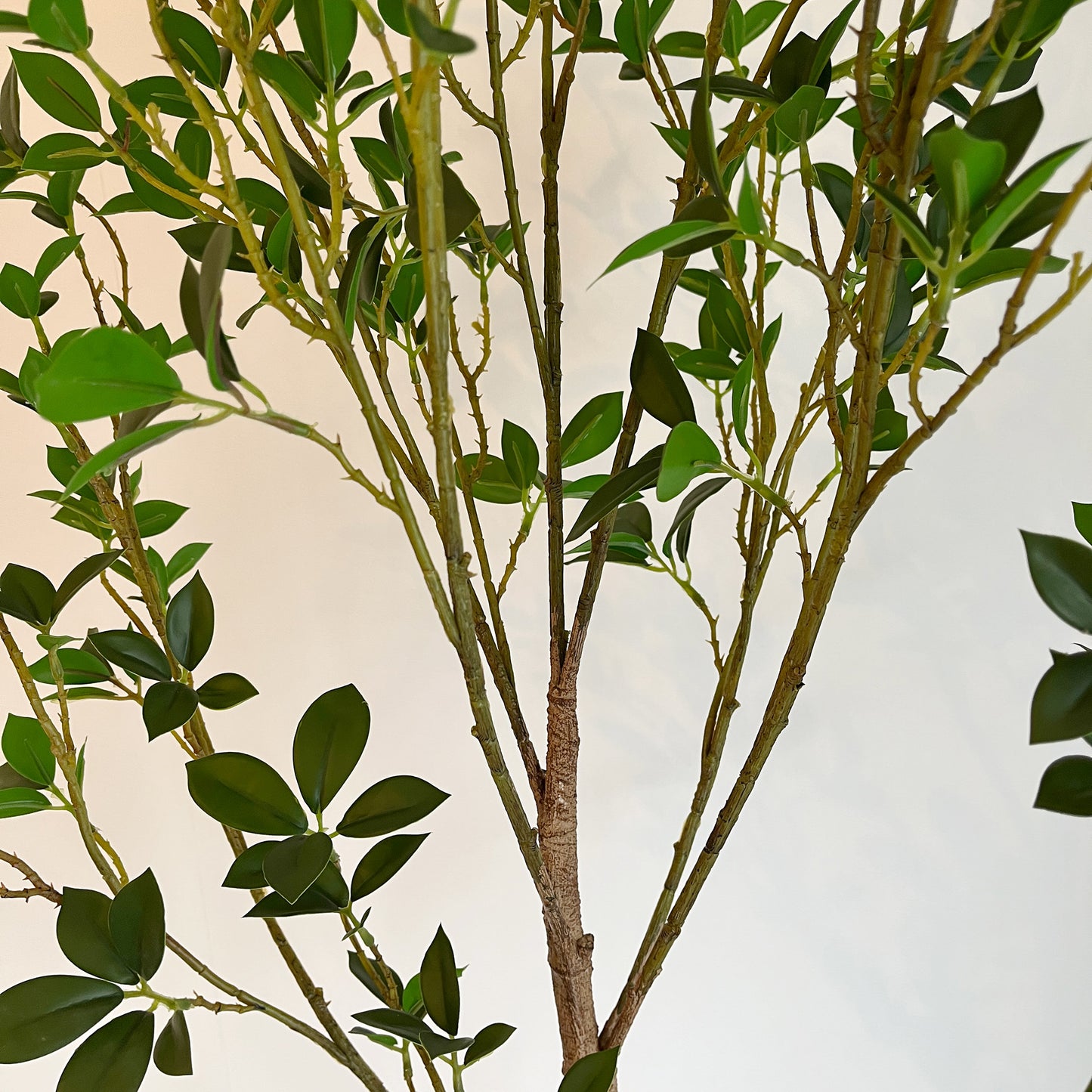 ミクロフィカス 150cm幹と葉