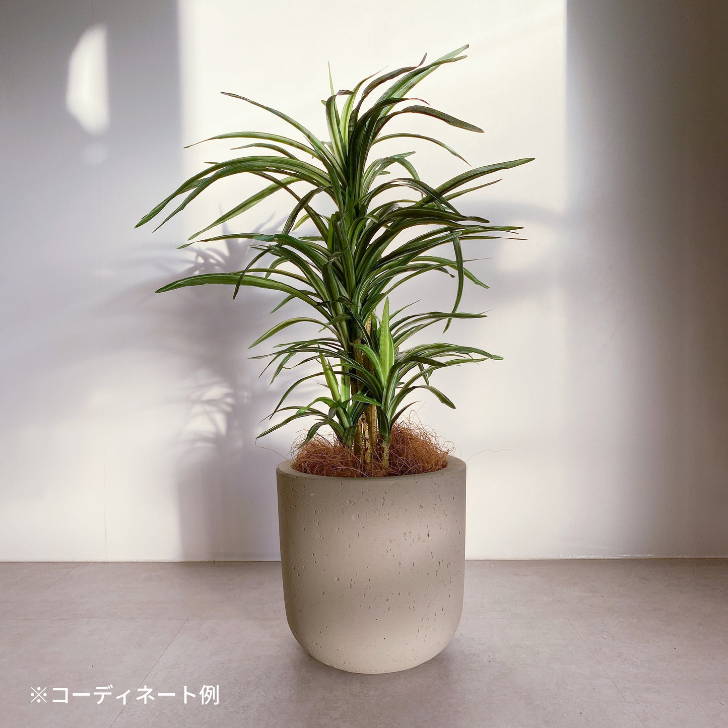 ミニユッカ künstlicheのコーディネート例。セメントの底が丸い鉢に入ってます。