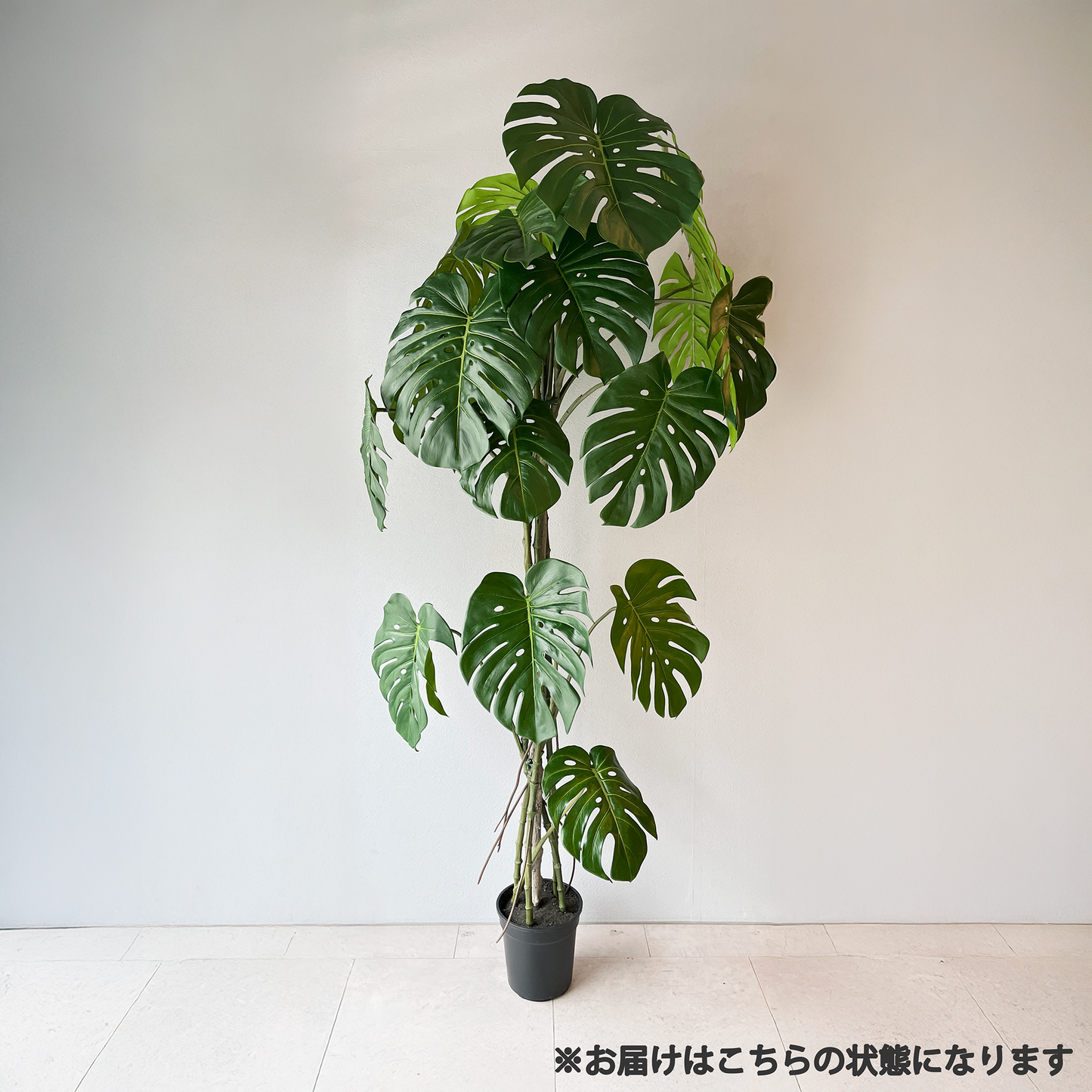 モンステラ グランデ 180cm2