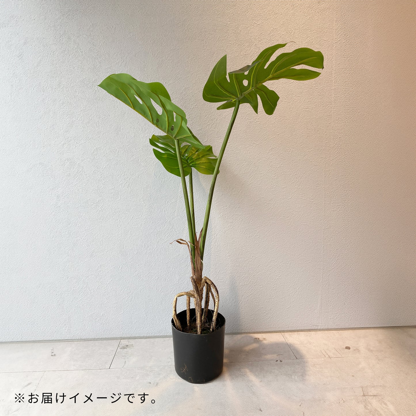 モンステラ künstlicheのお届けイメージ。