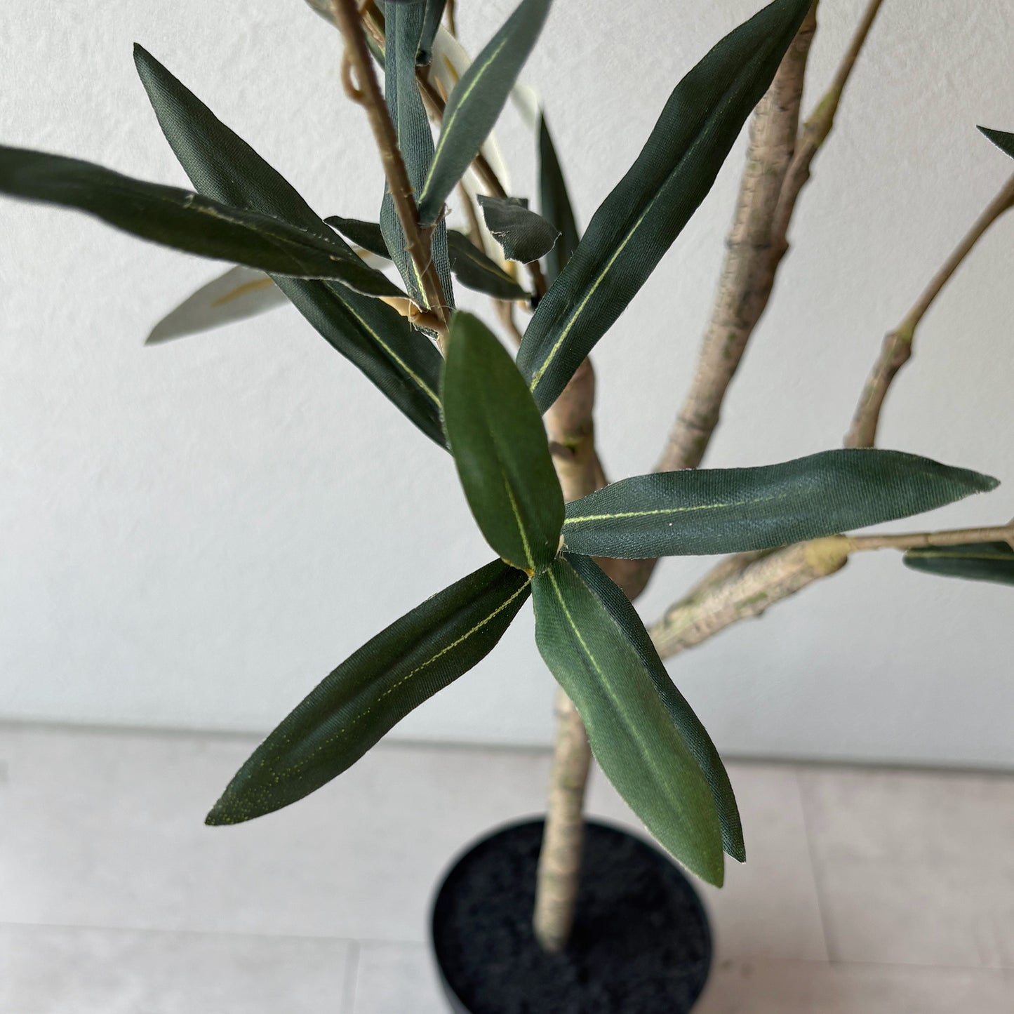 olivetree-90cm5