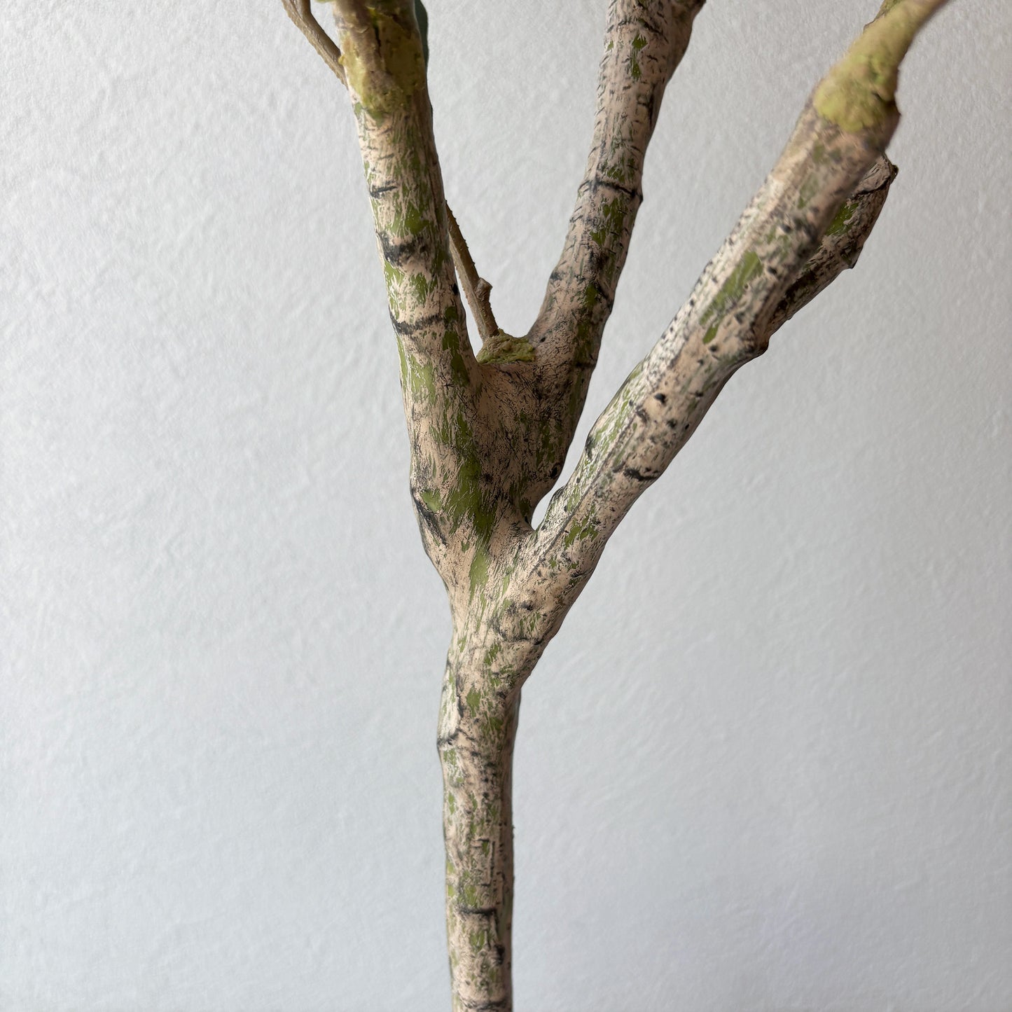 olivetree-90cm6