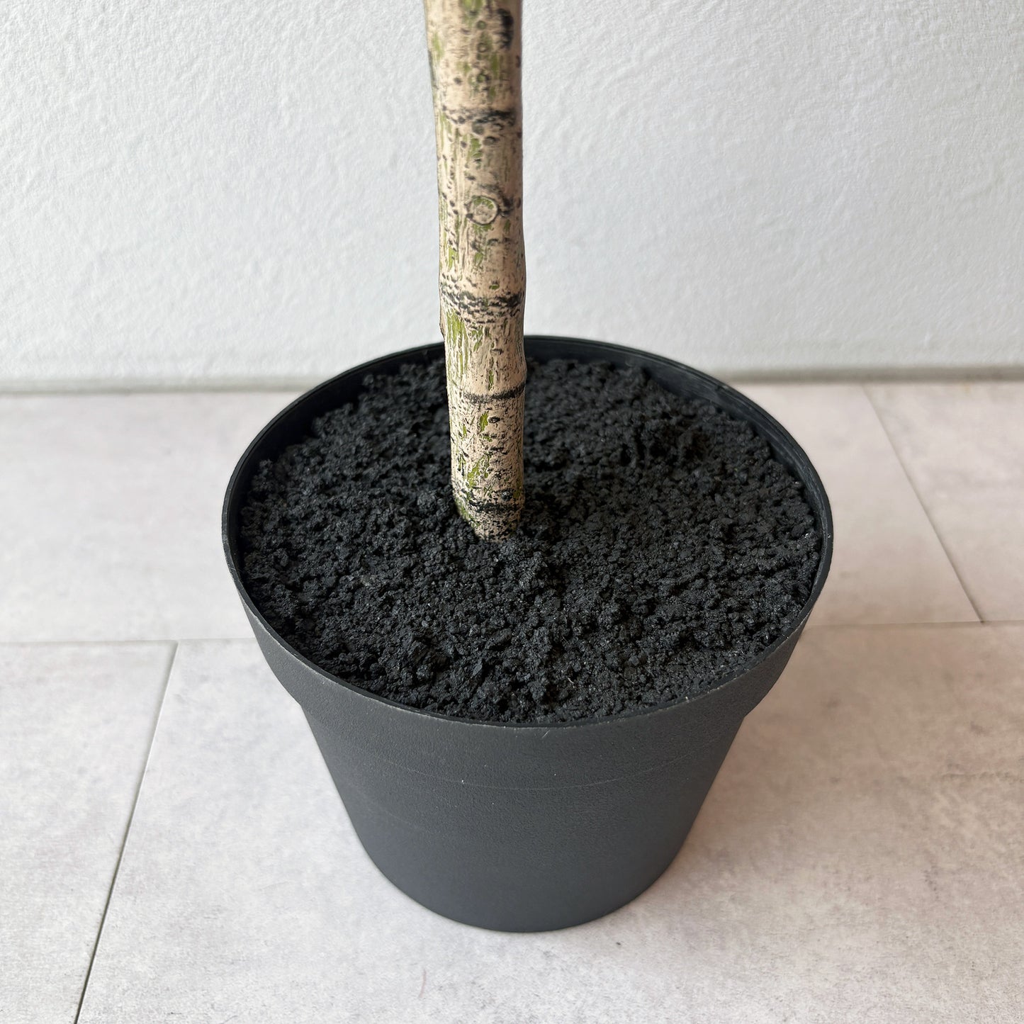 olivetree-90cm7