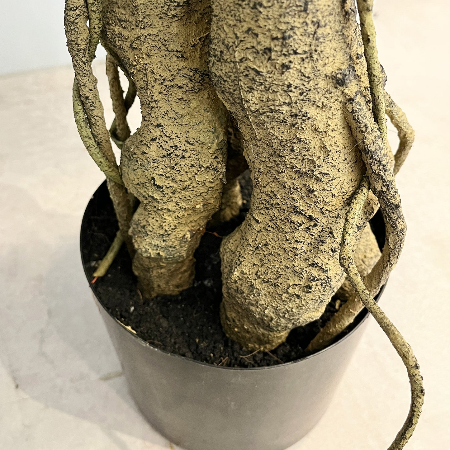 オスマンサスツリー 180cm 根本