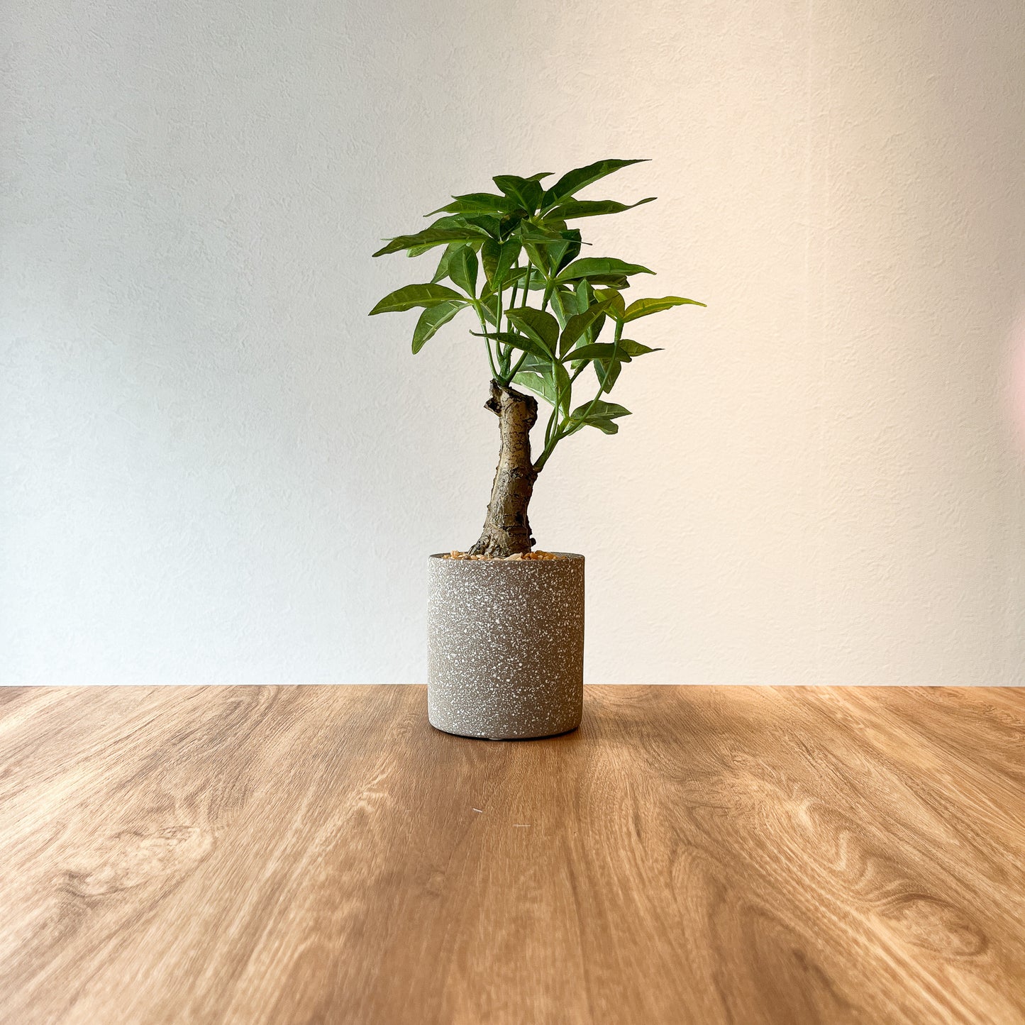 パキラ CEMENT POTの全体画像。高さ32cmの小型フェイクグリーン。