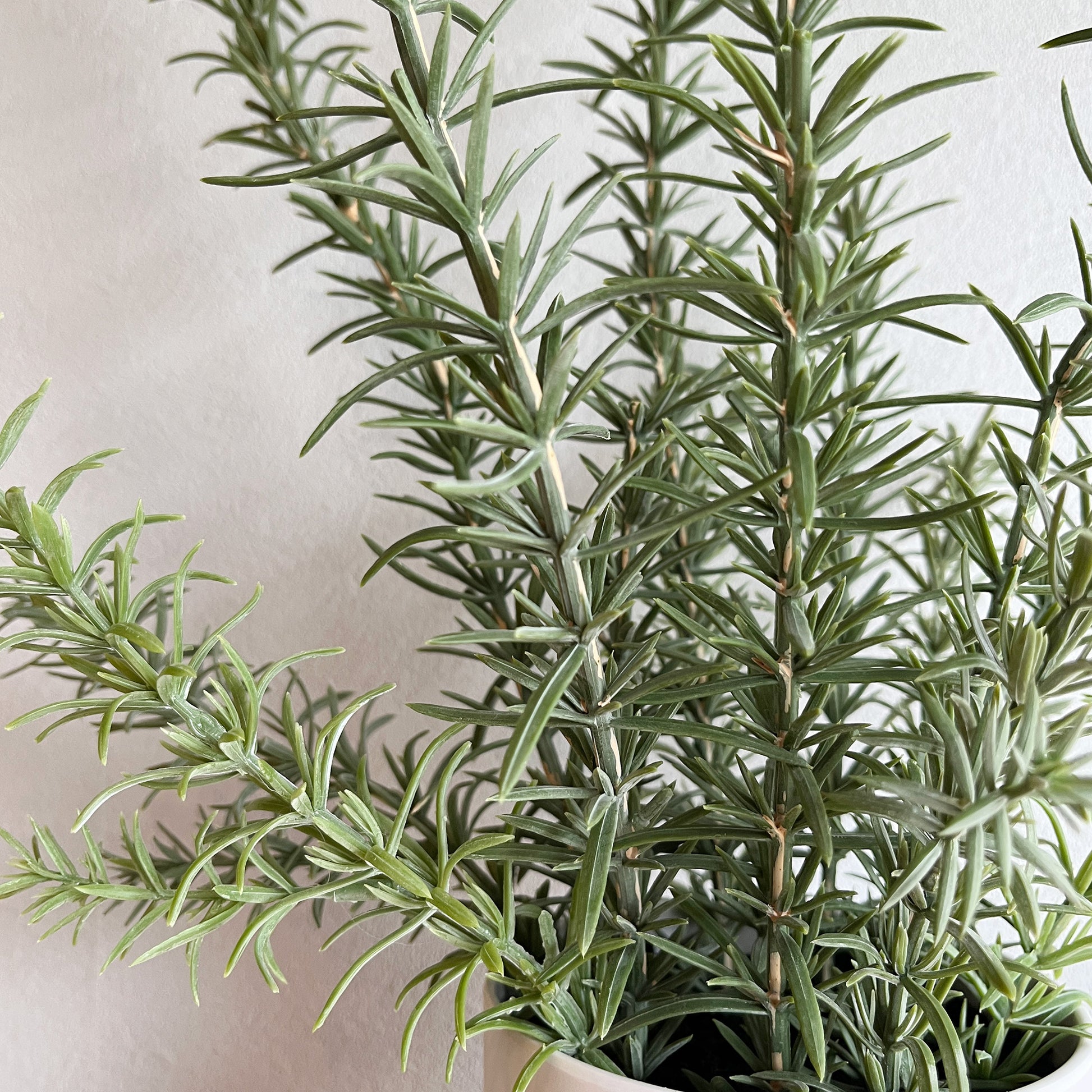 ローズマリーナチュラルウッドスタンド葉