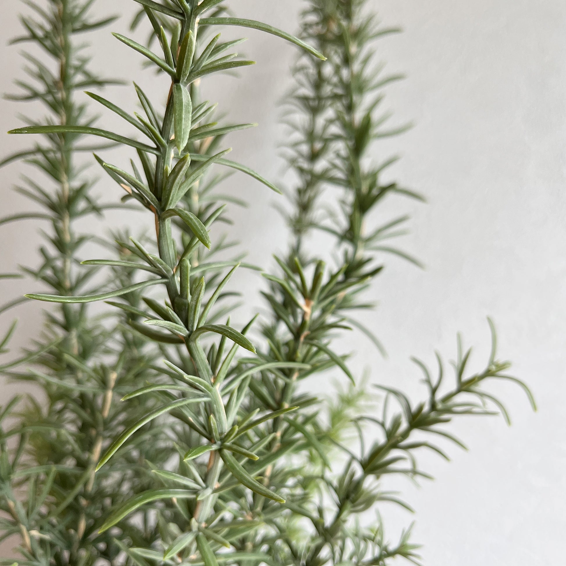 ローズマリーナチュラルウッドスタンド葉アップ