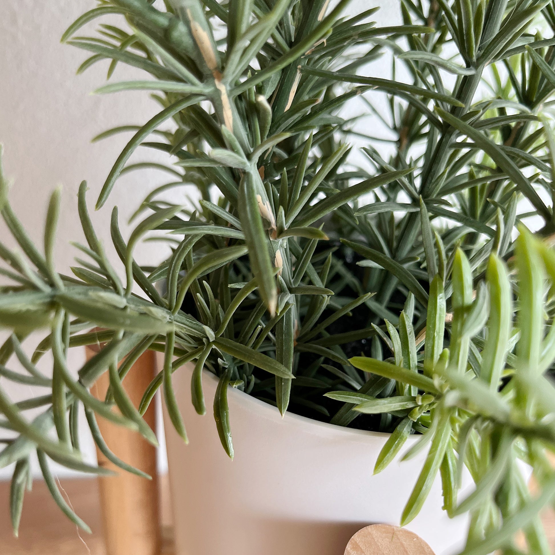 ローズマリーナチュラルウッドスタンド根元